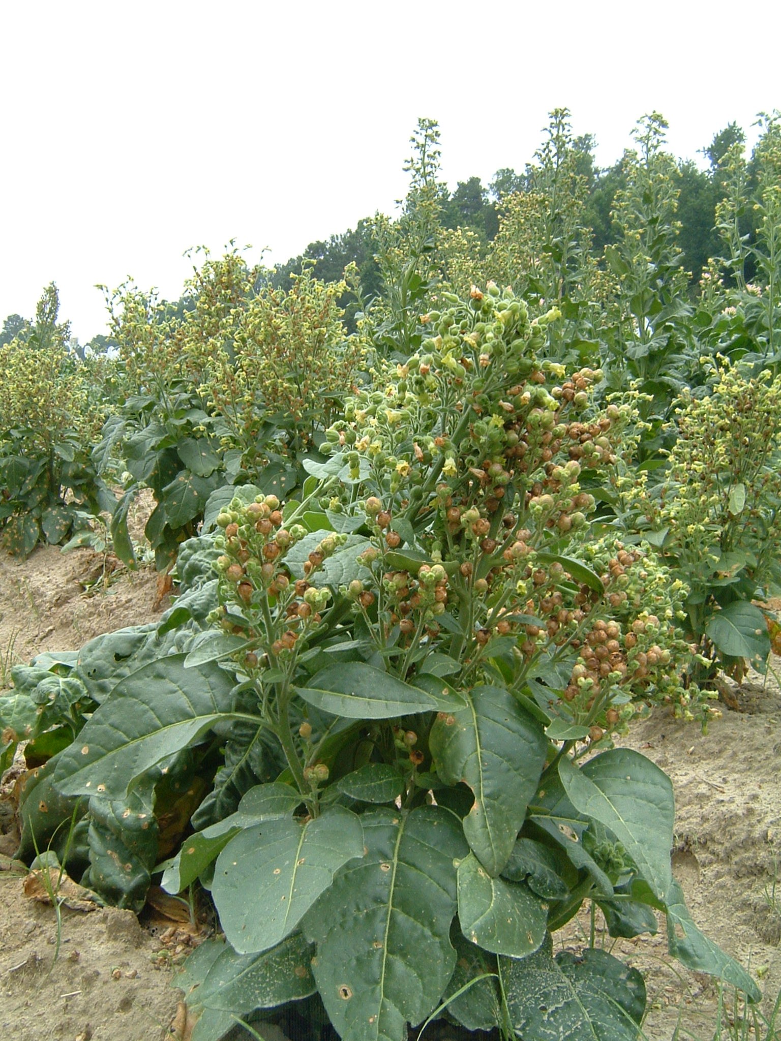 Click for 1 image(s) for this accession. PLANT
