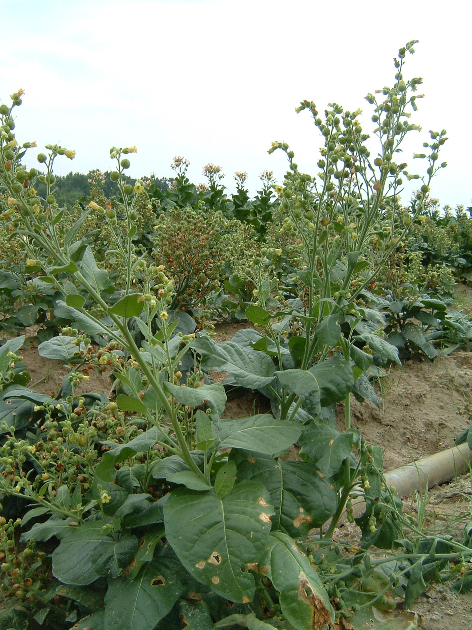 Click for 1 image(s) for this accession. PLANT