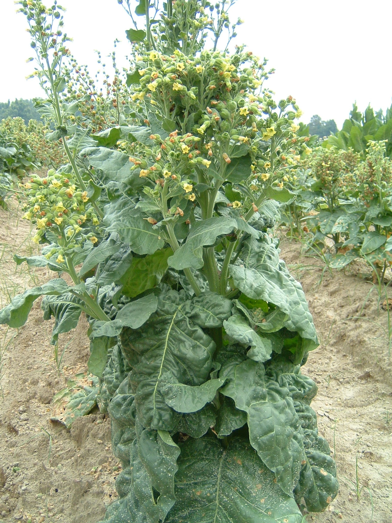Click for 1 image(s) for this accession. PLANT