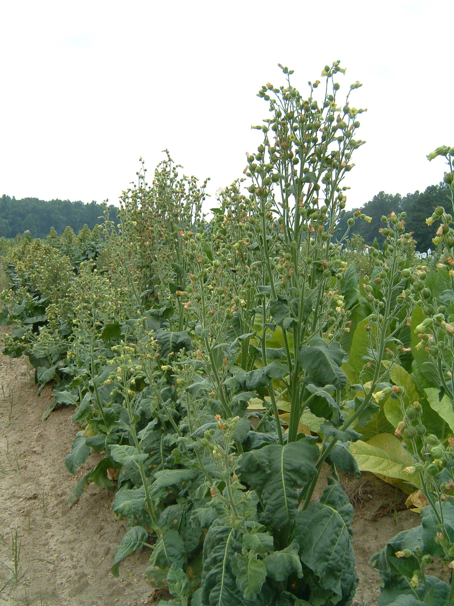Click for 1 image(s) for this accession. PLANT
