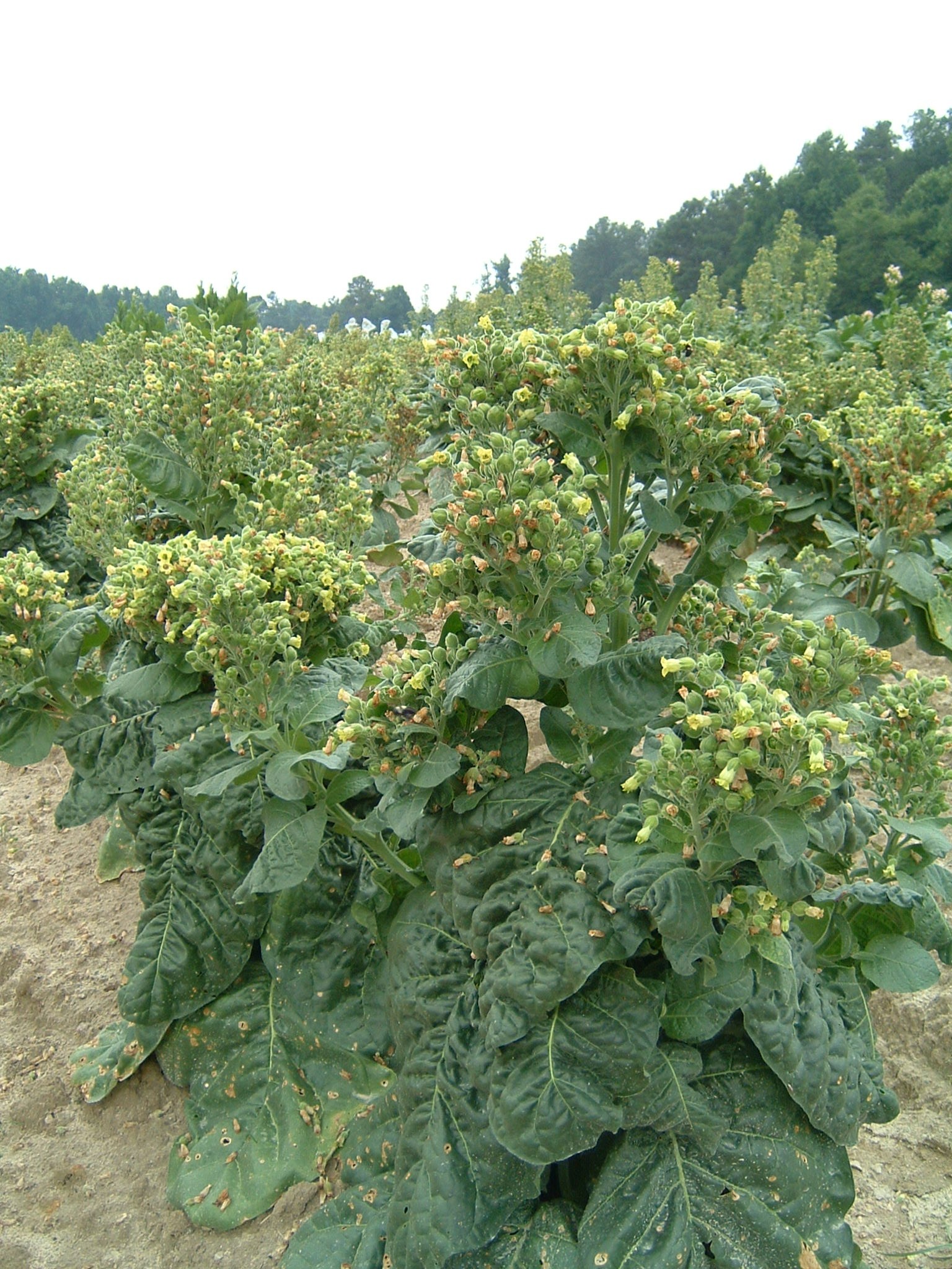 Click for 1 image(s) for this accession. PLANT