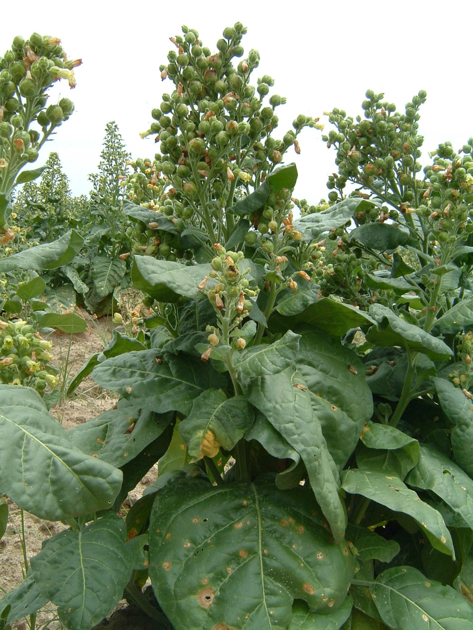 Click for 1 image(s) for this accession. PLANT