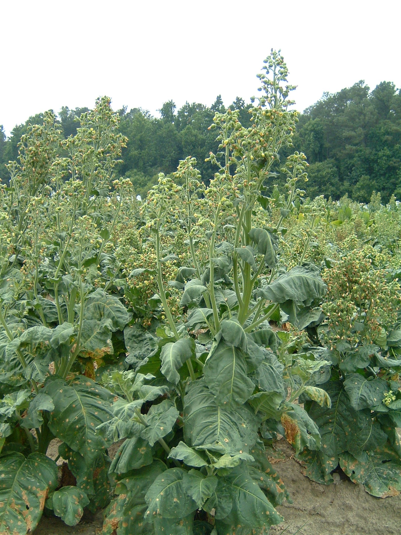 Click for 1 image(s) for this accession. PLANT