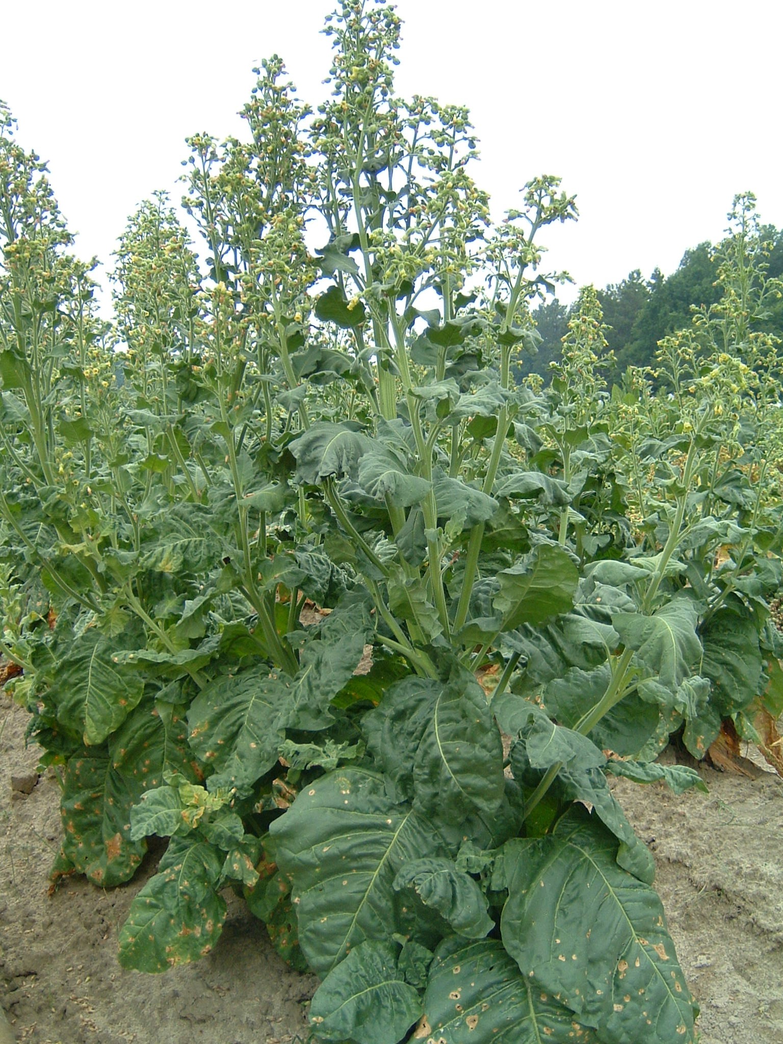 Click for 1 image(s) for this accession. PLANT