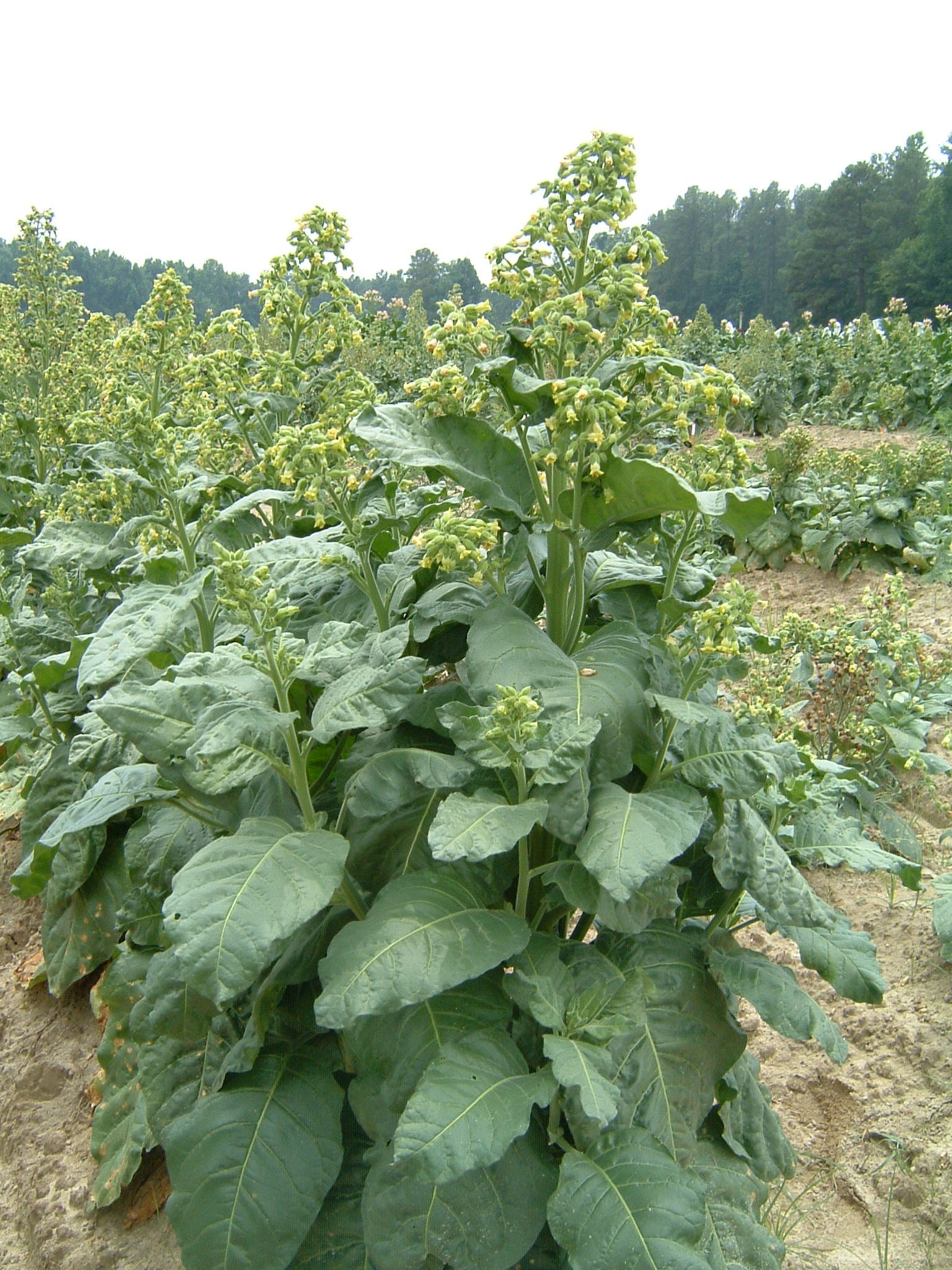 Click for 1 image(s) for this accession. PLANT