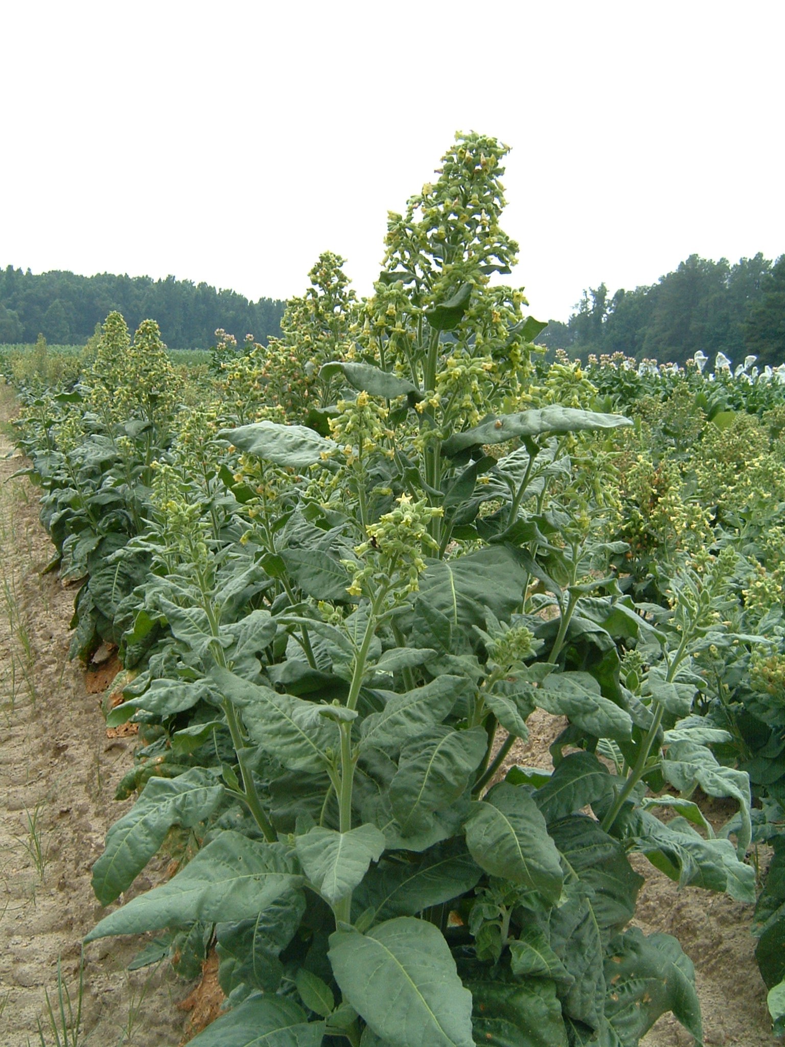 Click for 1 image(s) for this accession. PLANT
