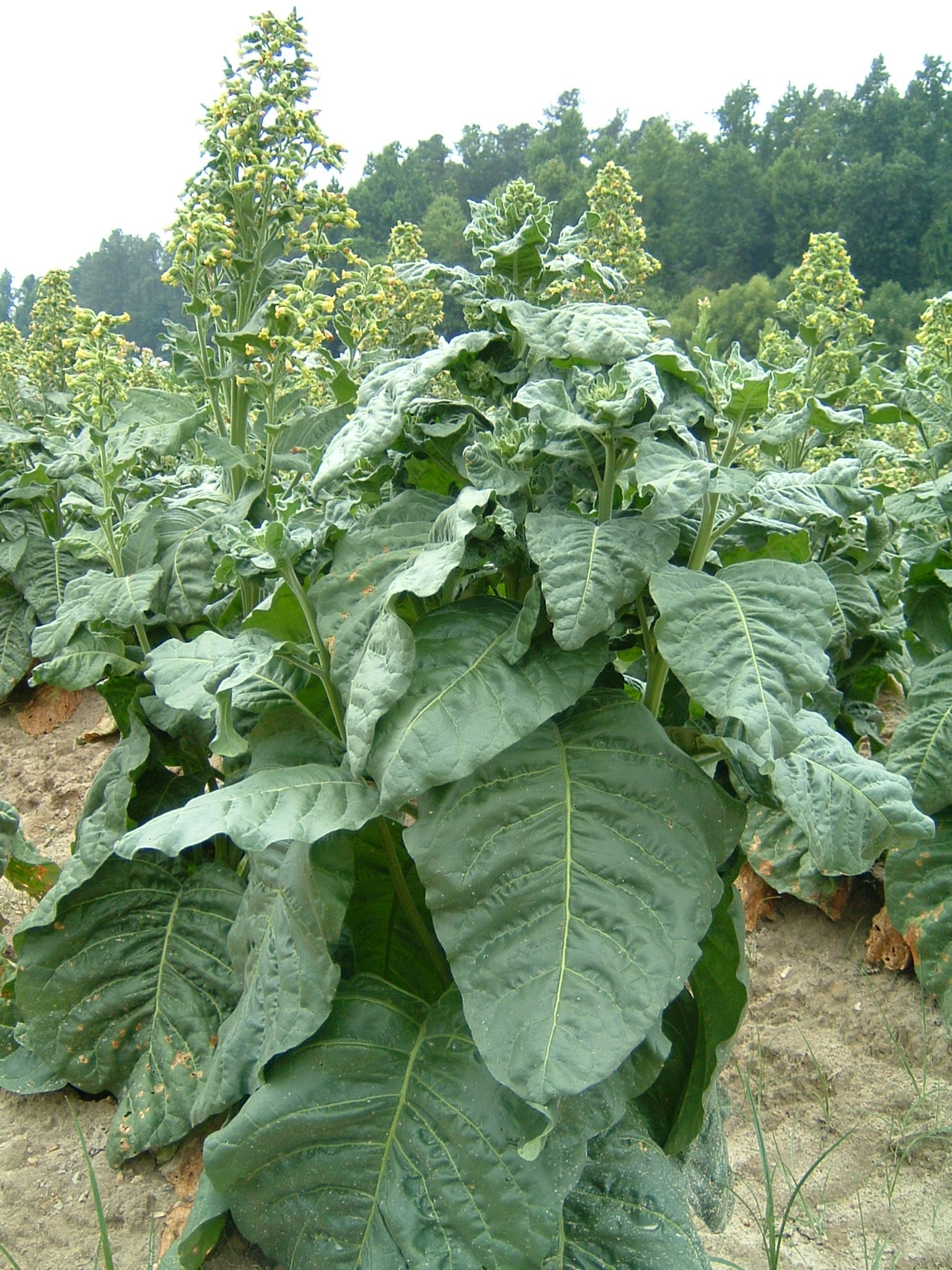 Click for 1 image(s) for this accession. PLANT