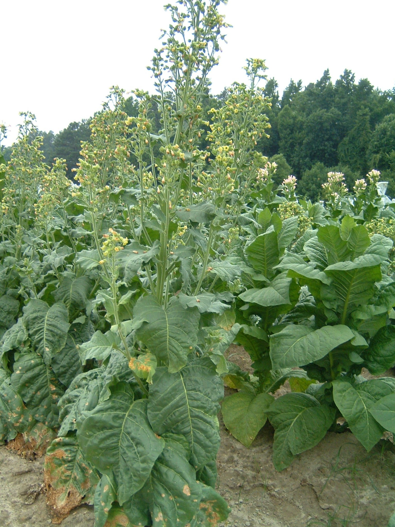 Click for 1 image(s) for this accession. PLANT