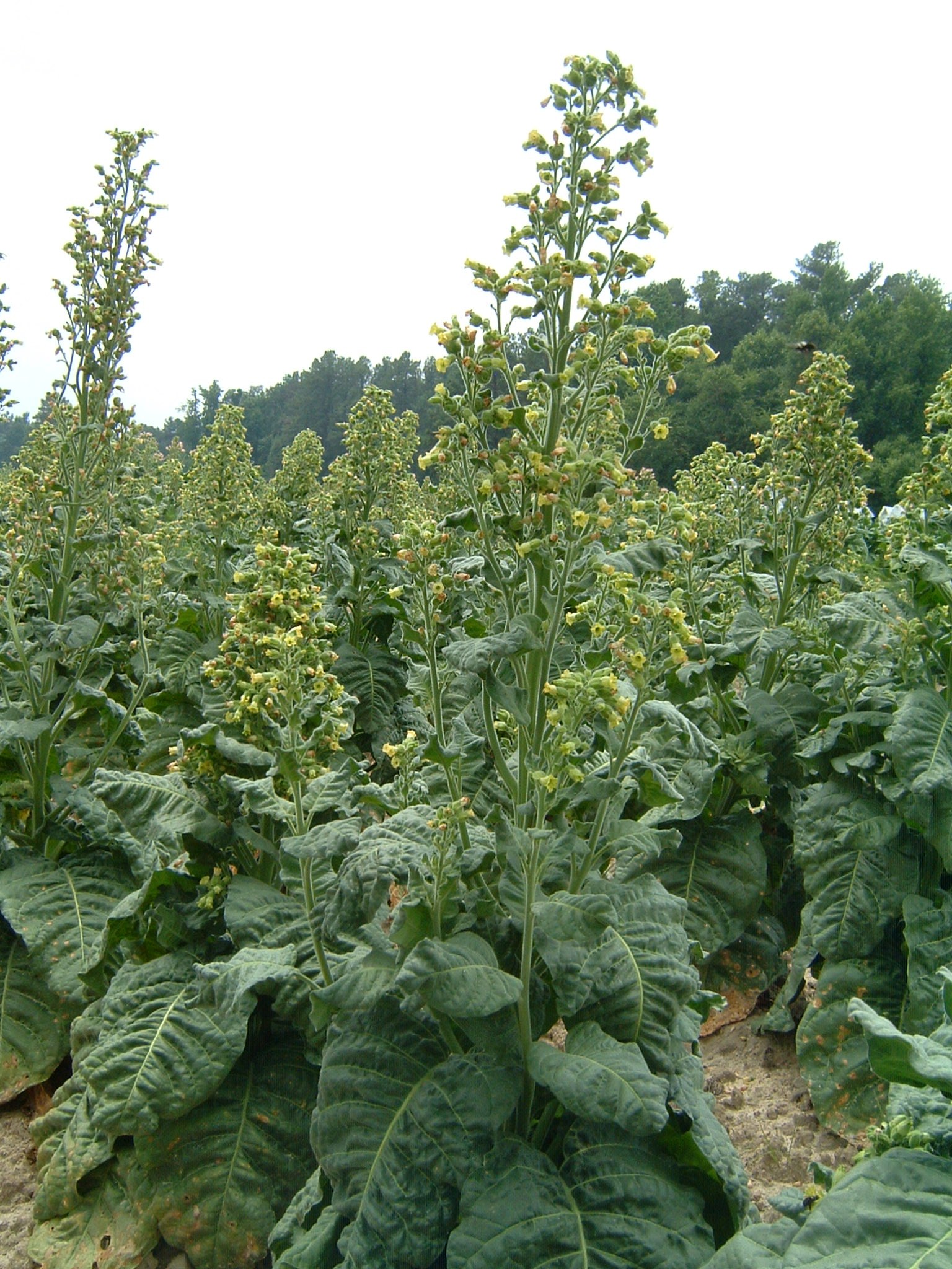 Click for 1 image(s) for this accession. PLANT