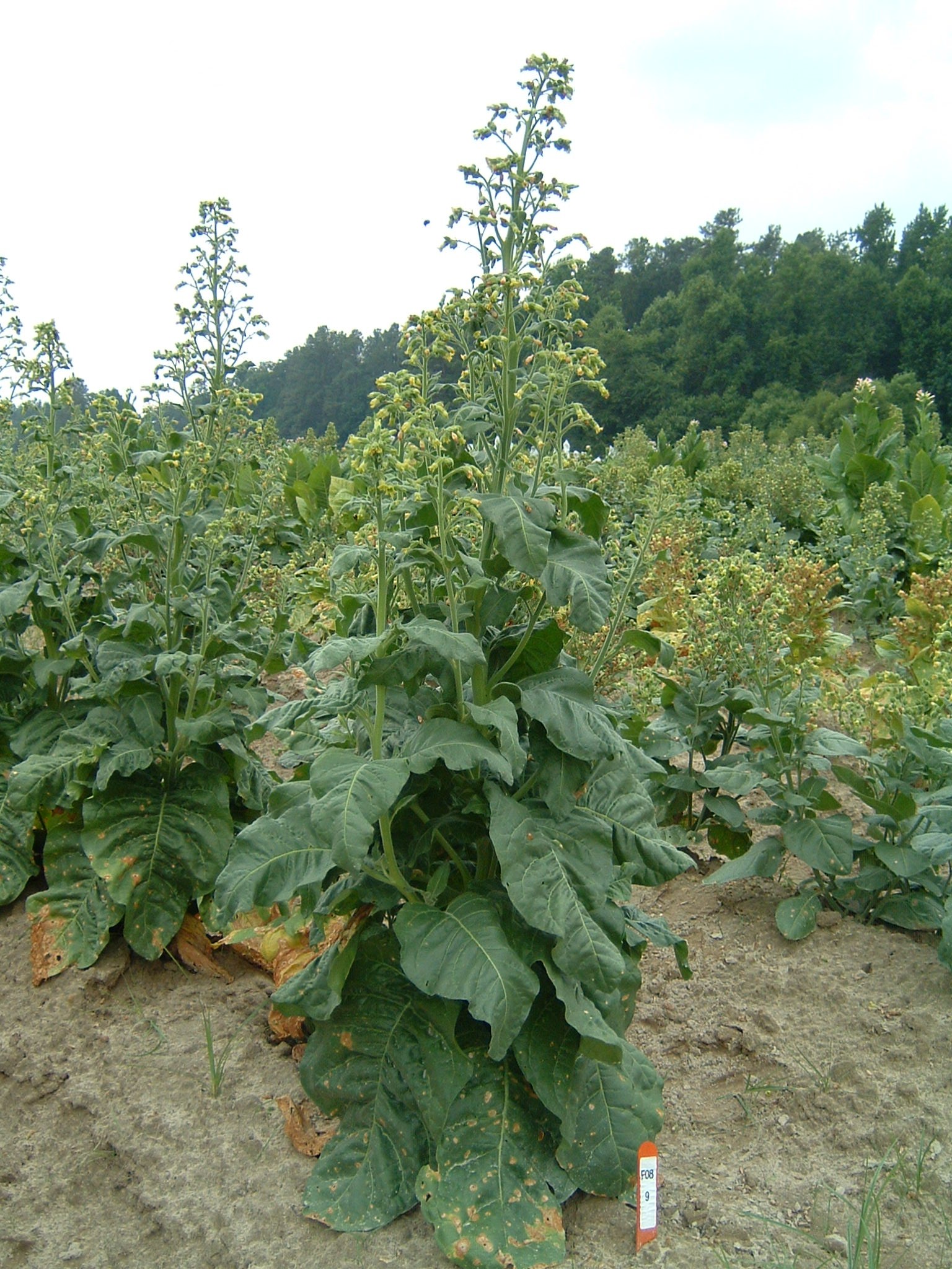 Click for 1 image(s) for this accession. PLANT