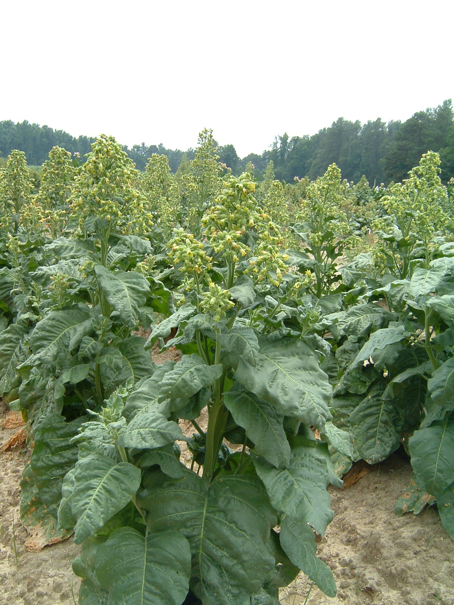 Click for 1 image(s) for this accession. PLANT