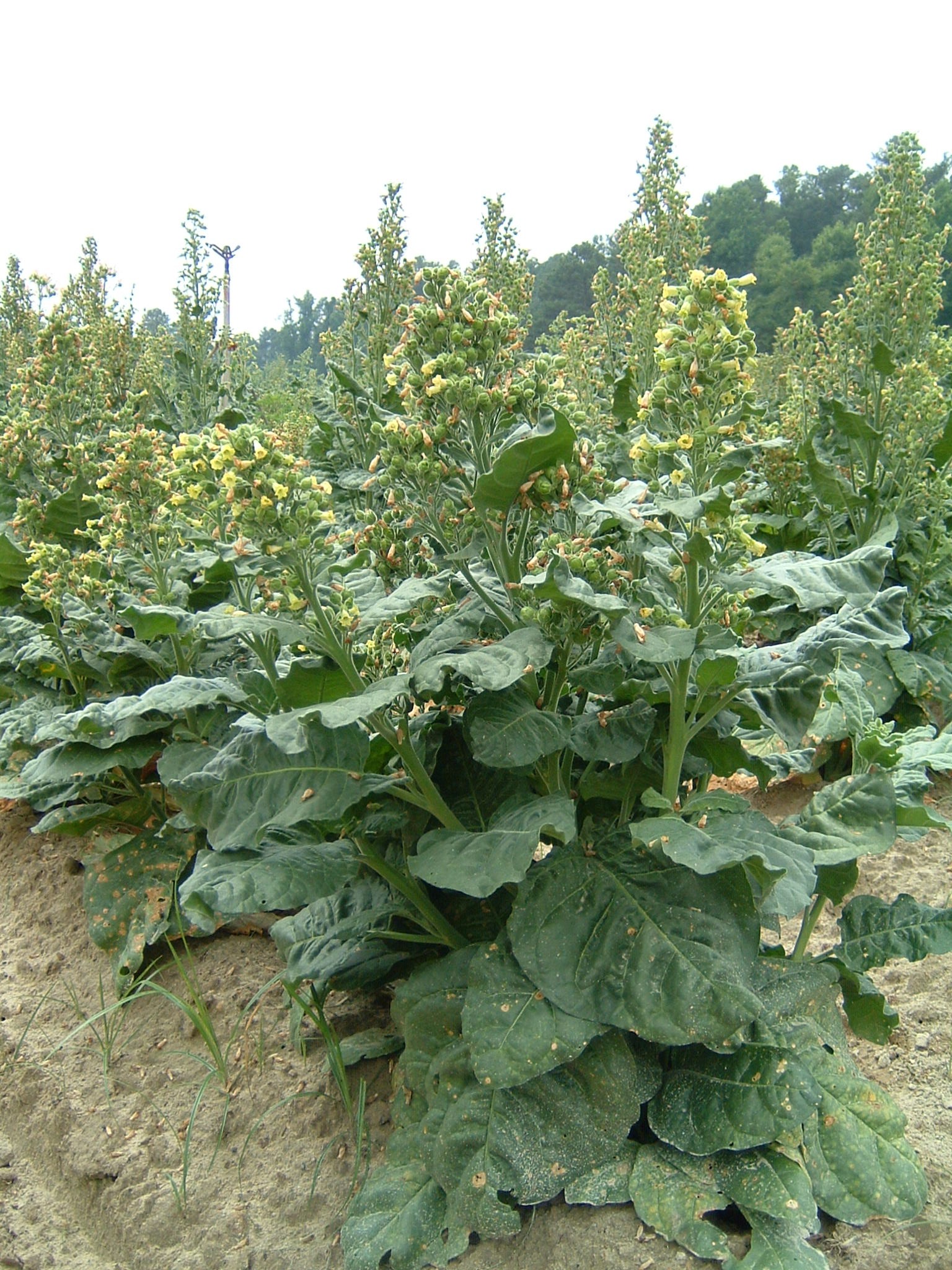 Click for 1 image(s) for this accession. PLANT