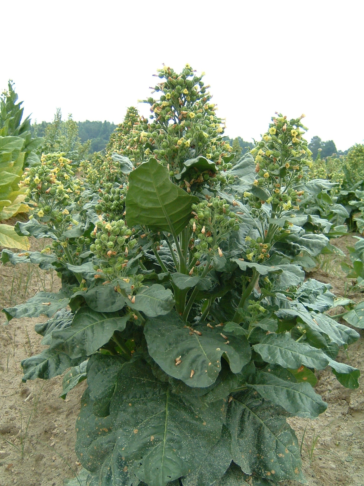 Click for 1 image(s) for this accession. PLANT