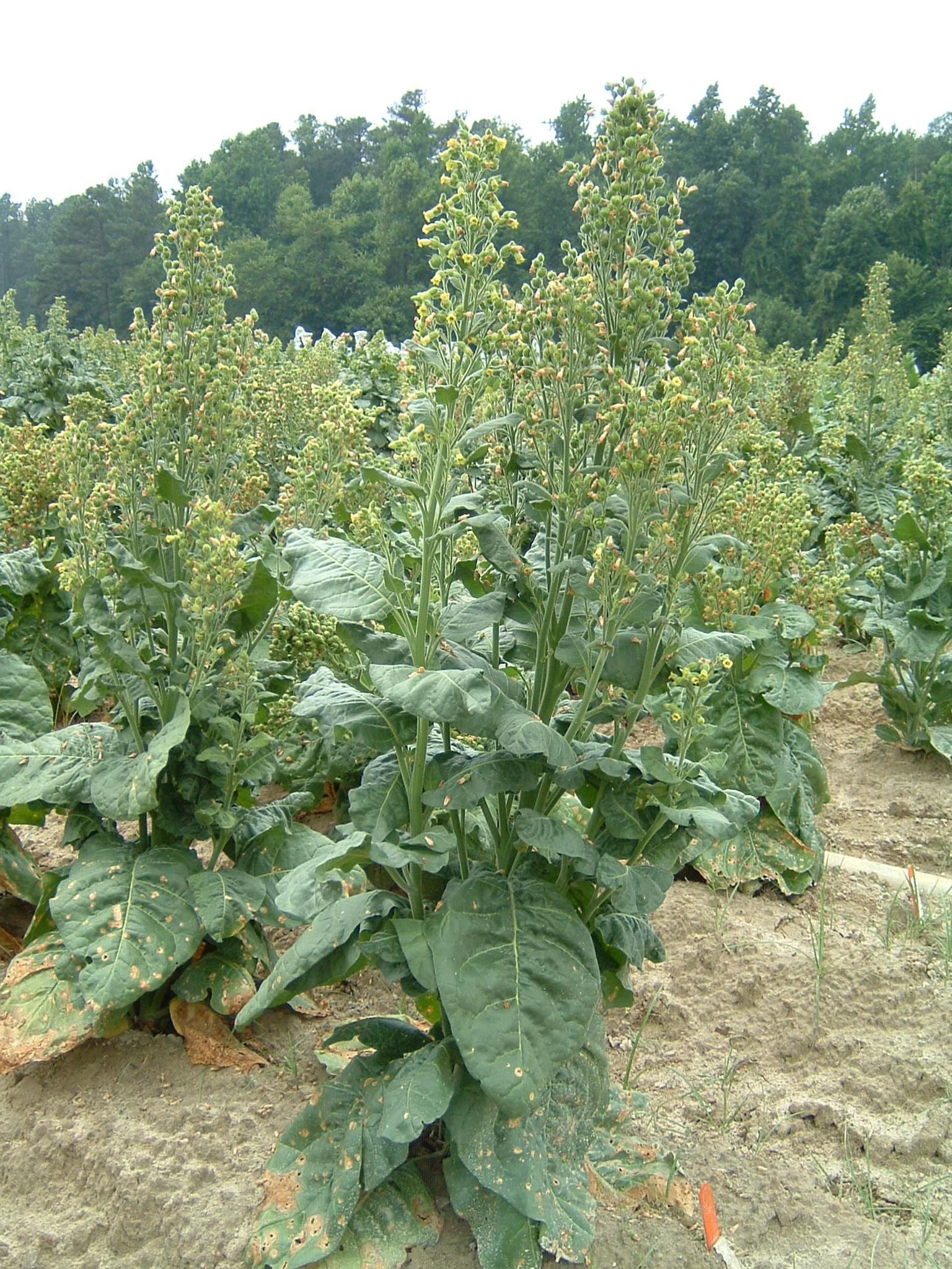 Click for 1 image(s) for this accession. PLANT