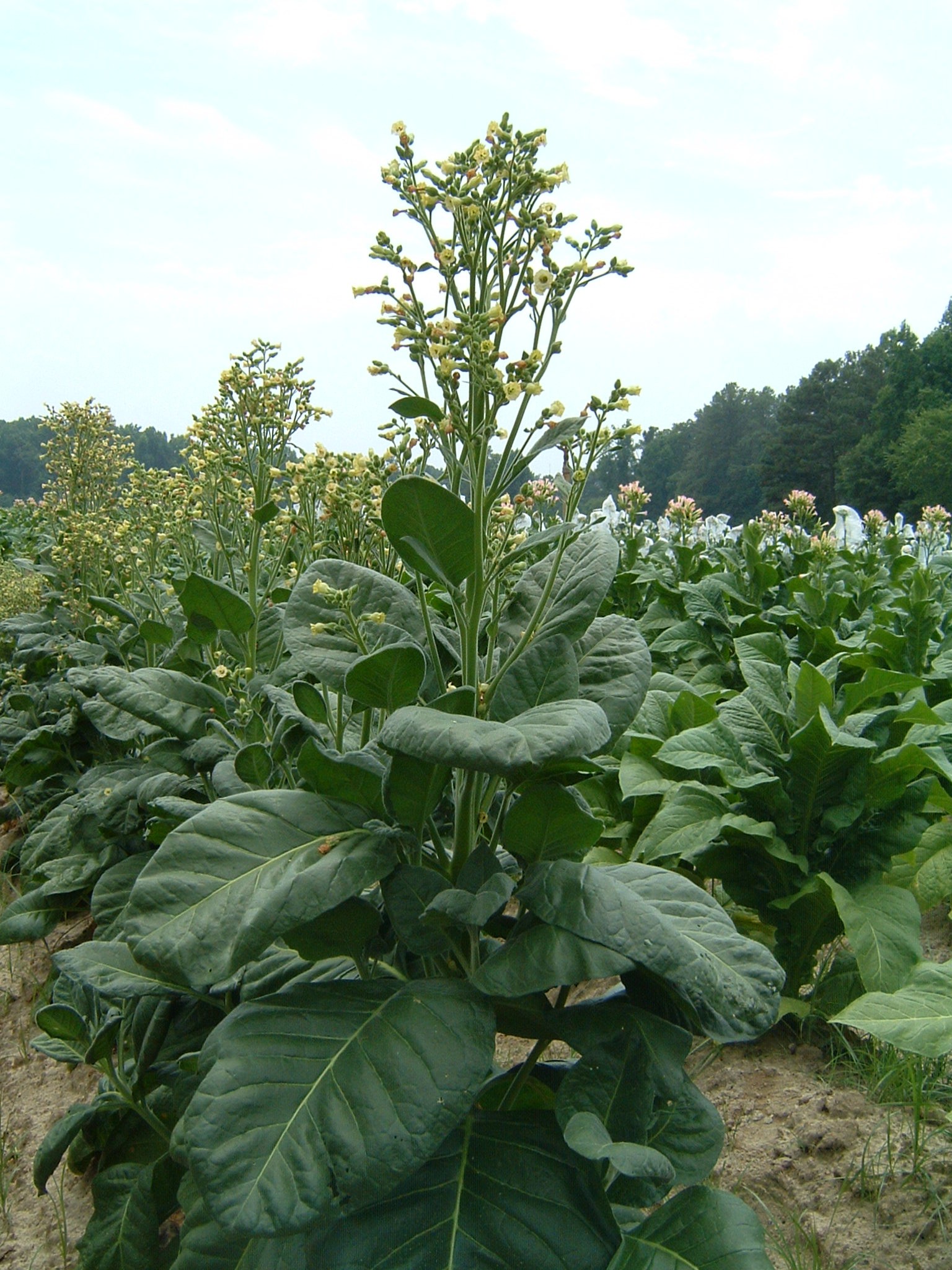 Click for 1 image(s) for this accession. PLANT