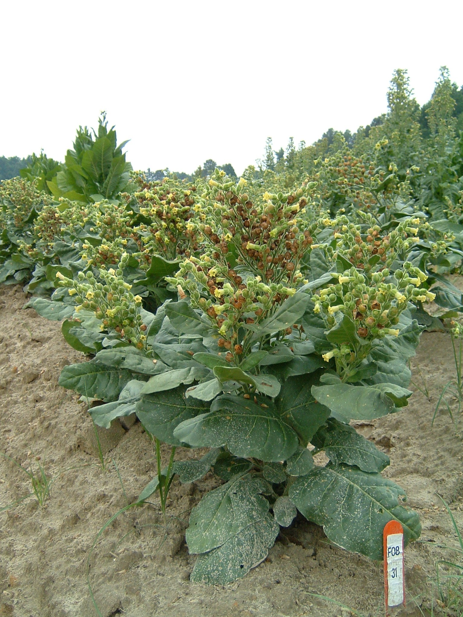 Click for 1 image(s) for this accession. PLANT