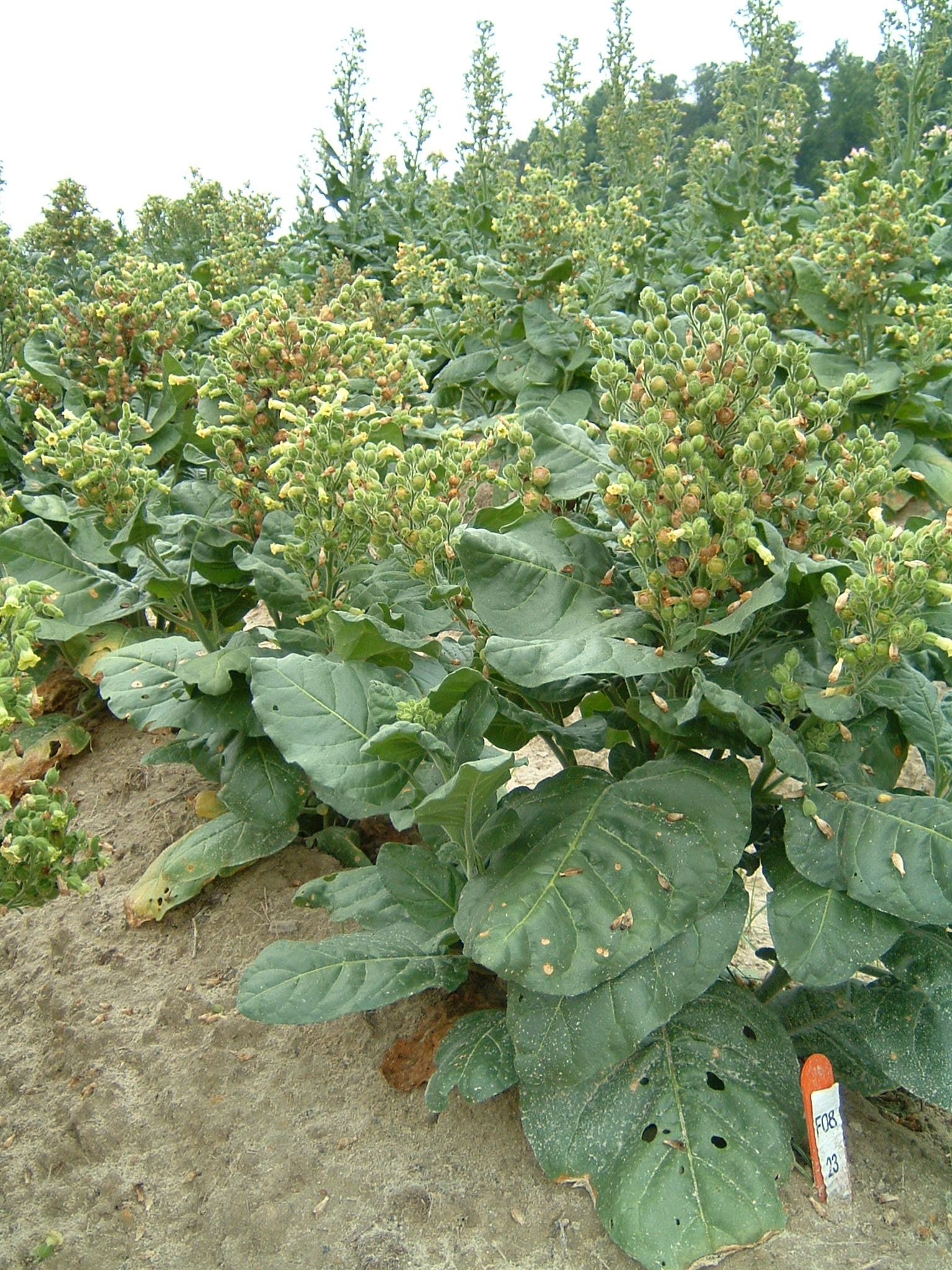 Click for 1 image(s) for this accession. PLANT