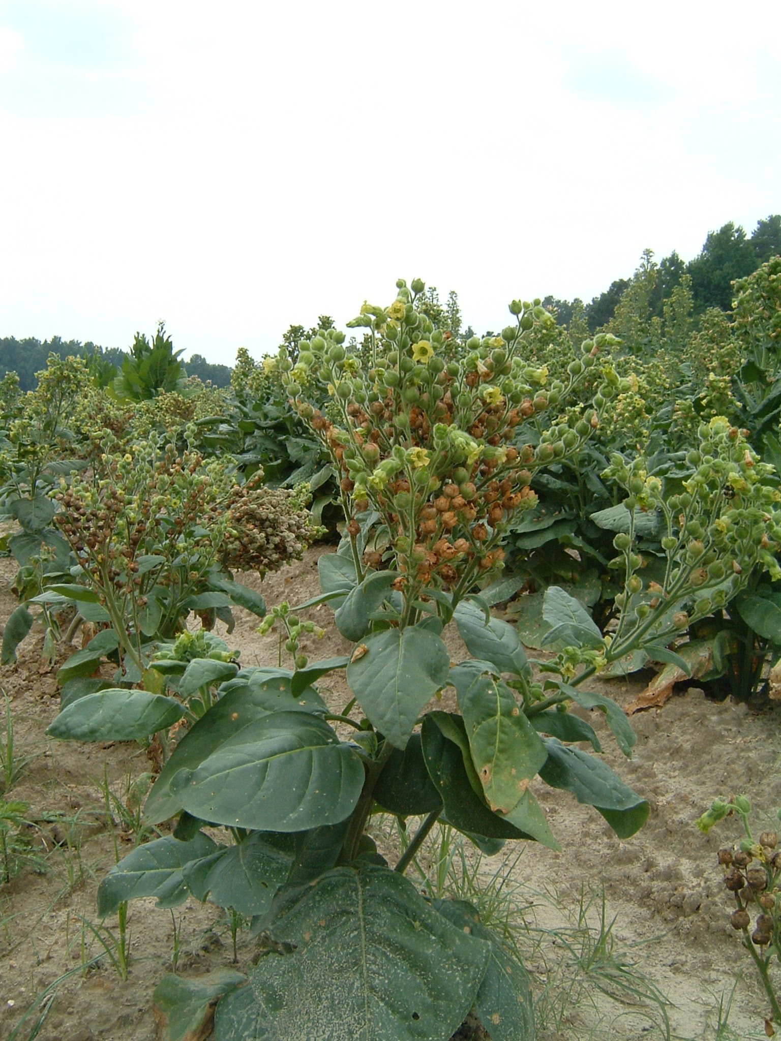 Click for 1 image(s) for this accession. PLANT