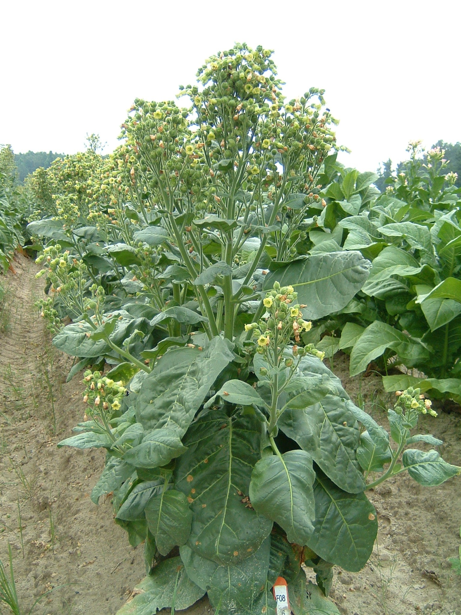Click for 1 image(s) for this accession. PLANT