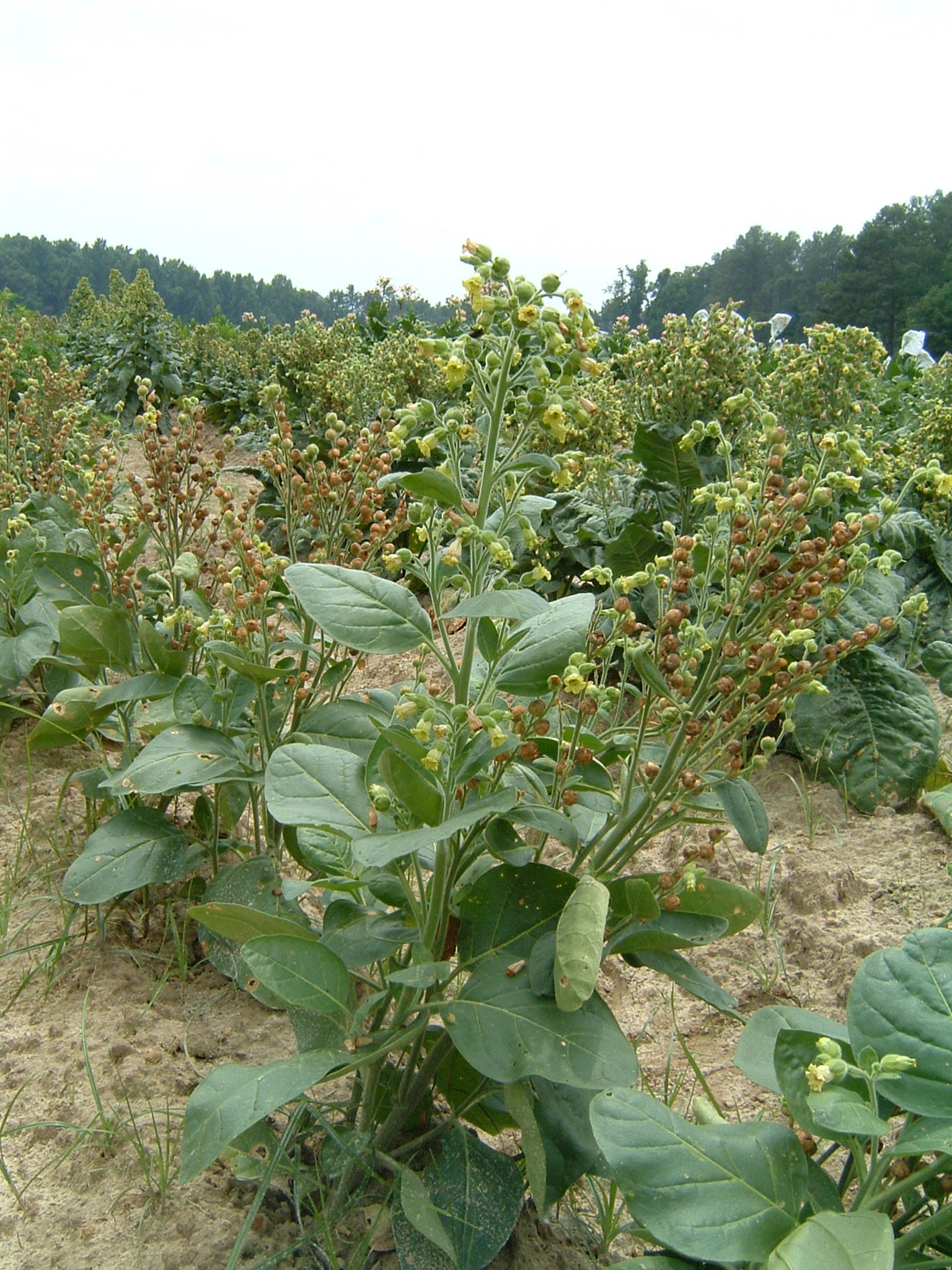 Click for 1 image(s) for this accession. PLANT