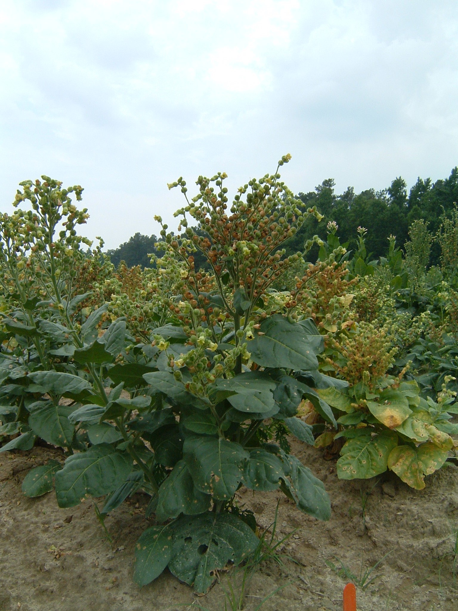Click for 1 image(s) for this accession. PLANT