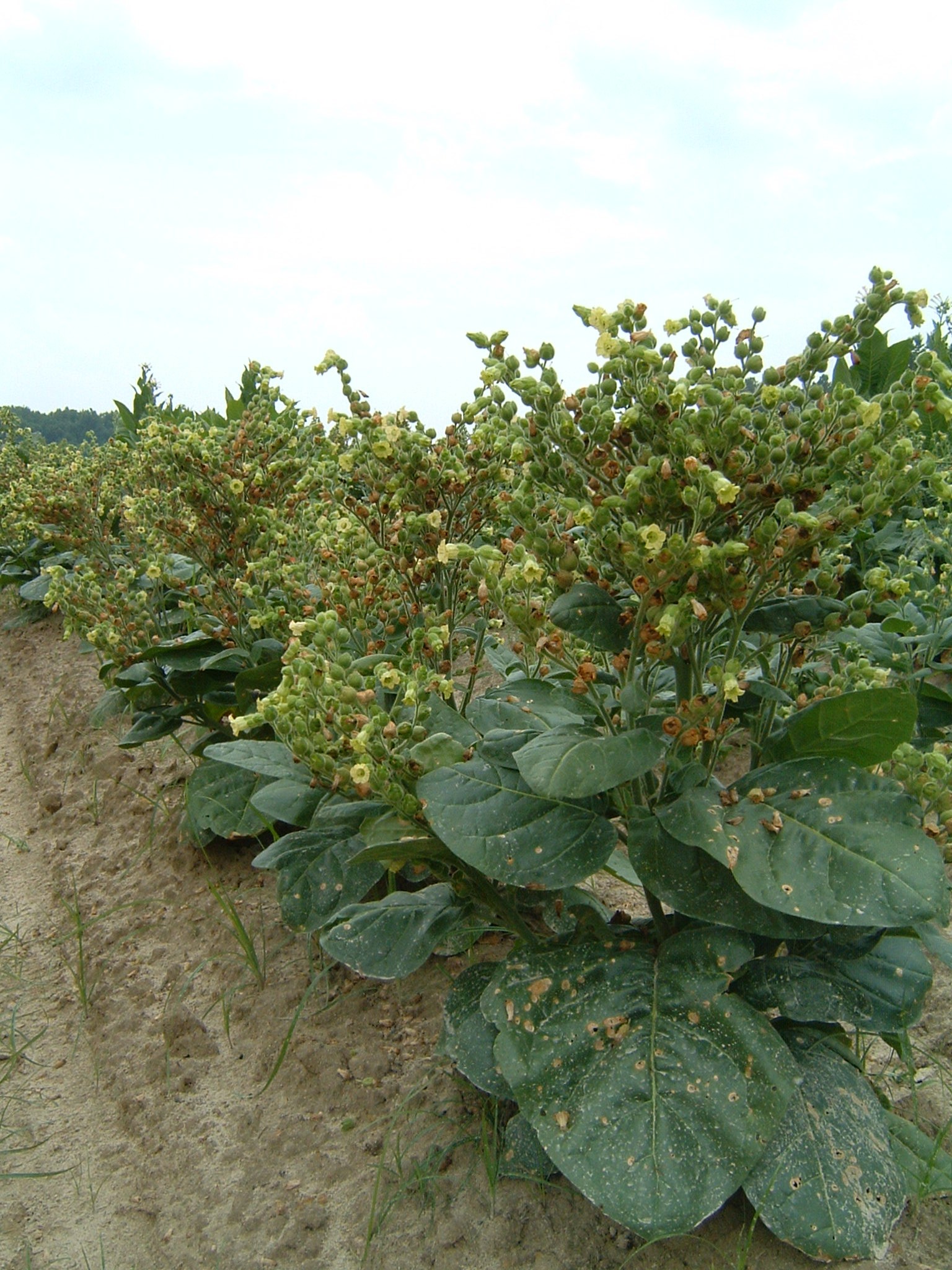 Click for 1 image(s) for this accession. PLANT