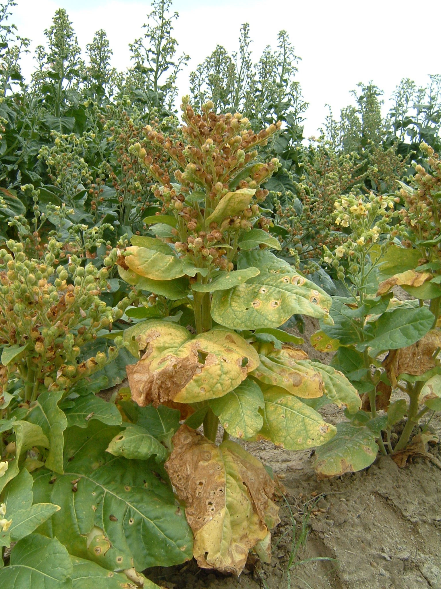 Click for 1 image(s) for this accession. PLANT