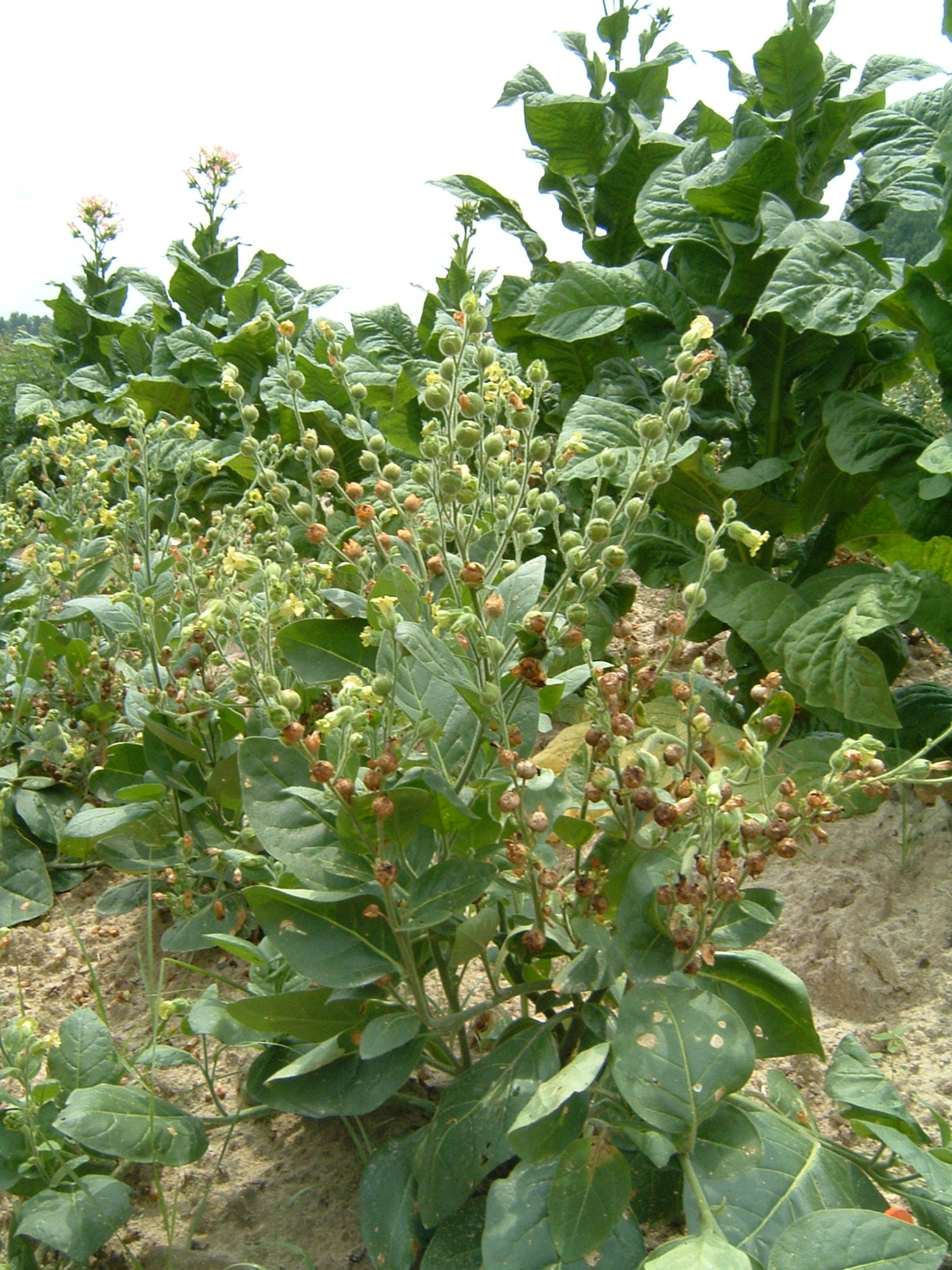 Click for 1 image(s) for this accession. PLANT
