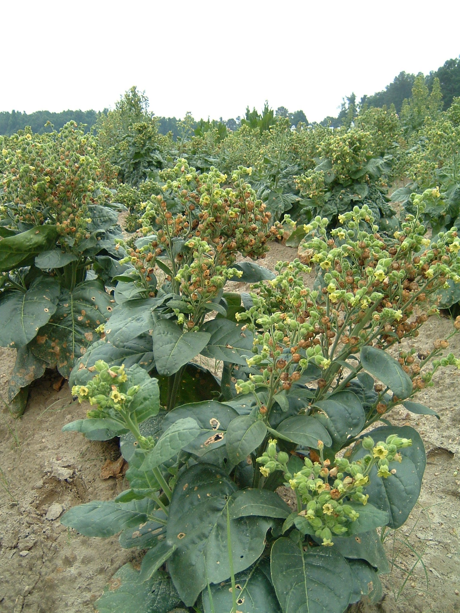 Click for 1 image(s) for this accession. PLANT