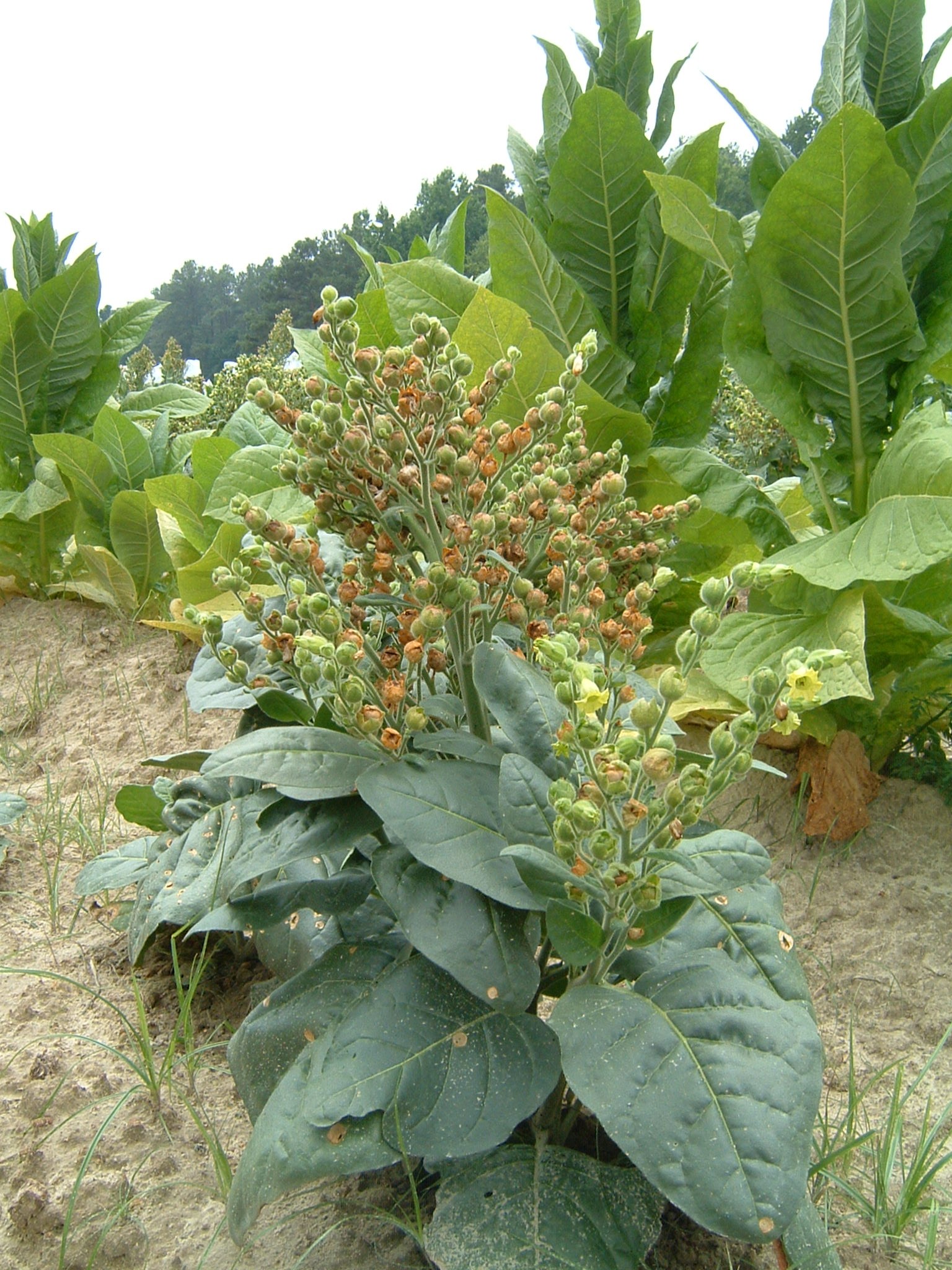 Click for 1 image(s) for this accession. PLANT