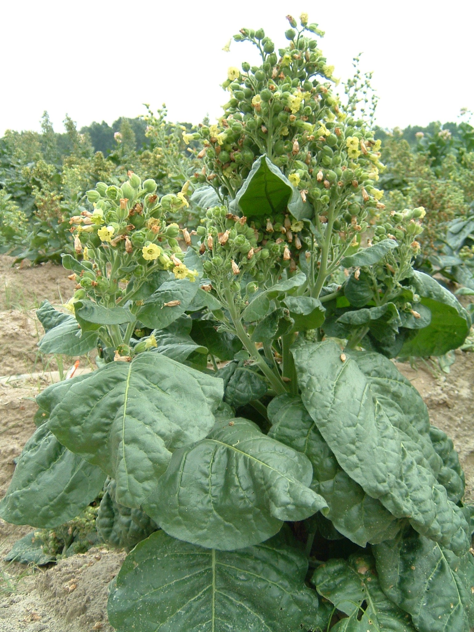 Click for 1 image(s) for this accession. PLANT