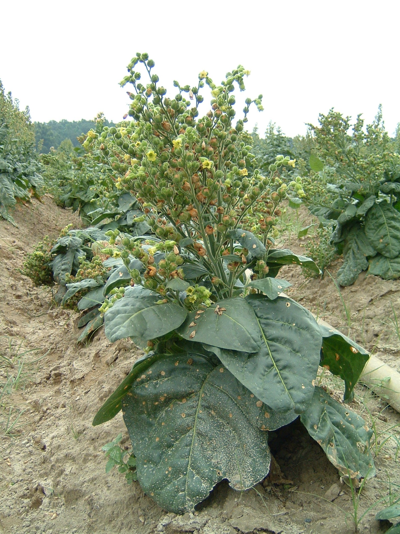 Click for 1 image(s) for this accession. PLANT