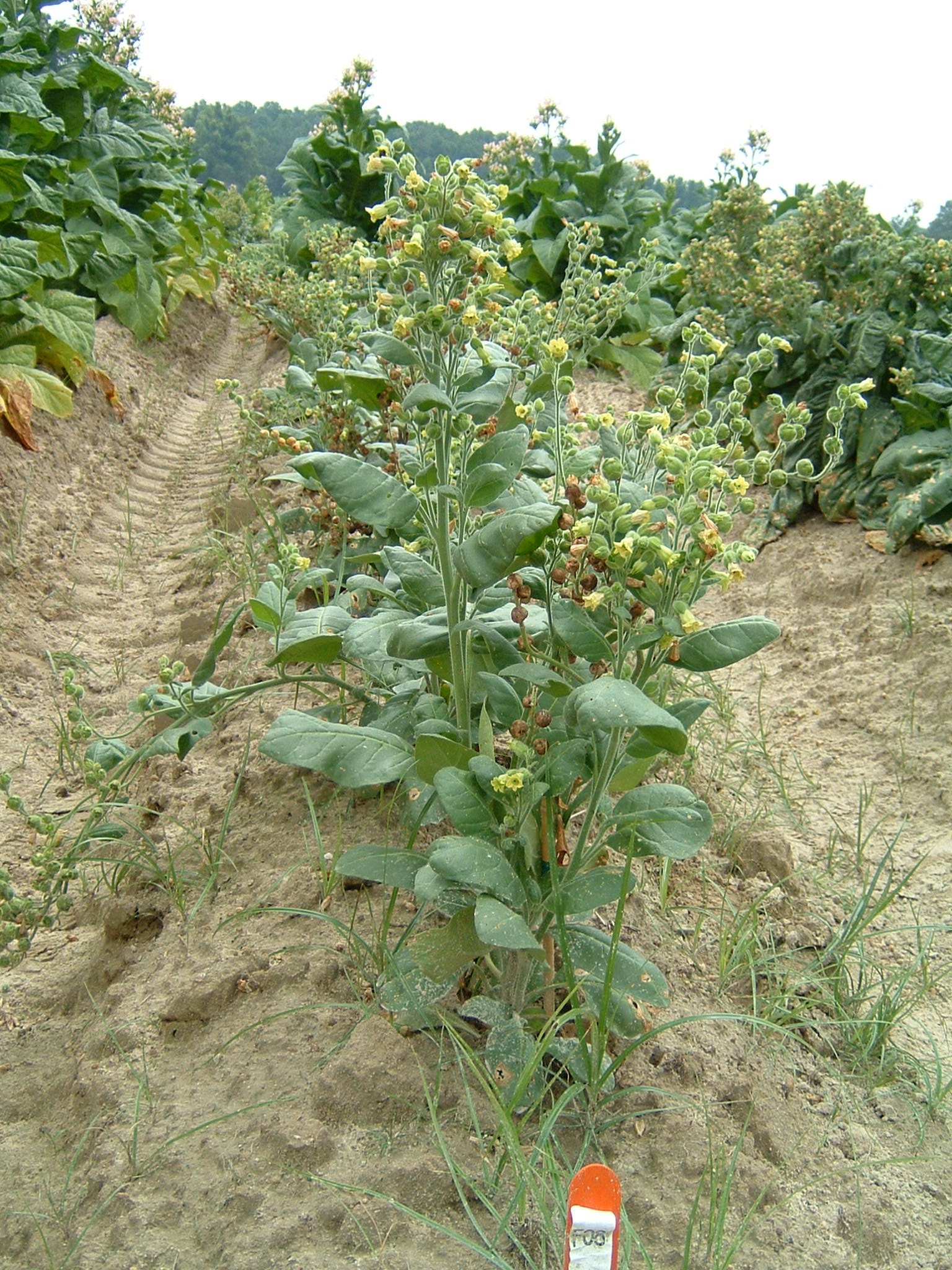 Click for 1 image(s) for this accession. PLANT