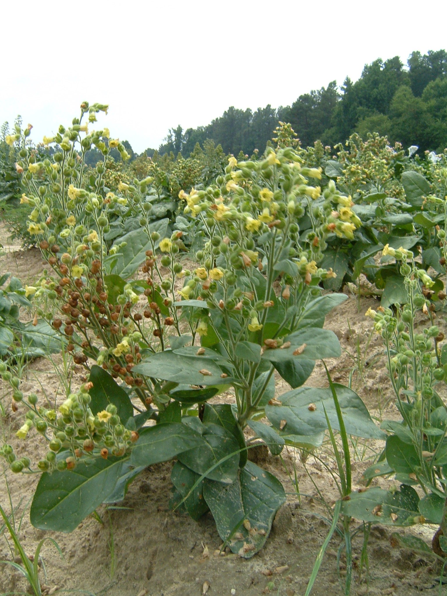 Click for 1 image(s) for this accession. PLANT