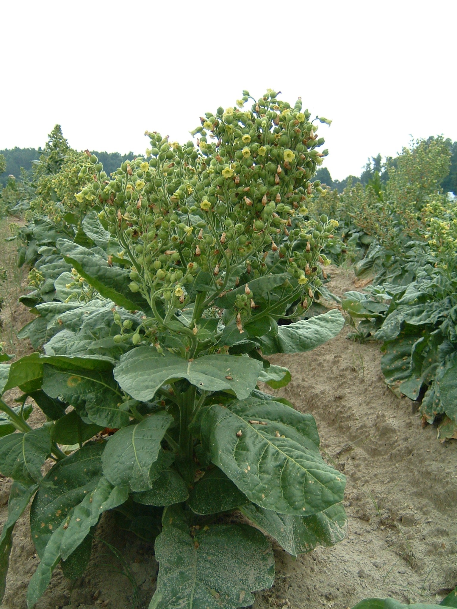 Click for 1 image(s) for this accession. PLANT