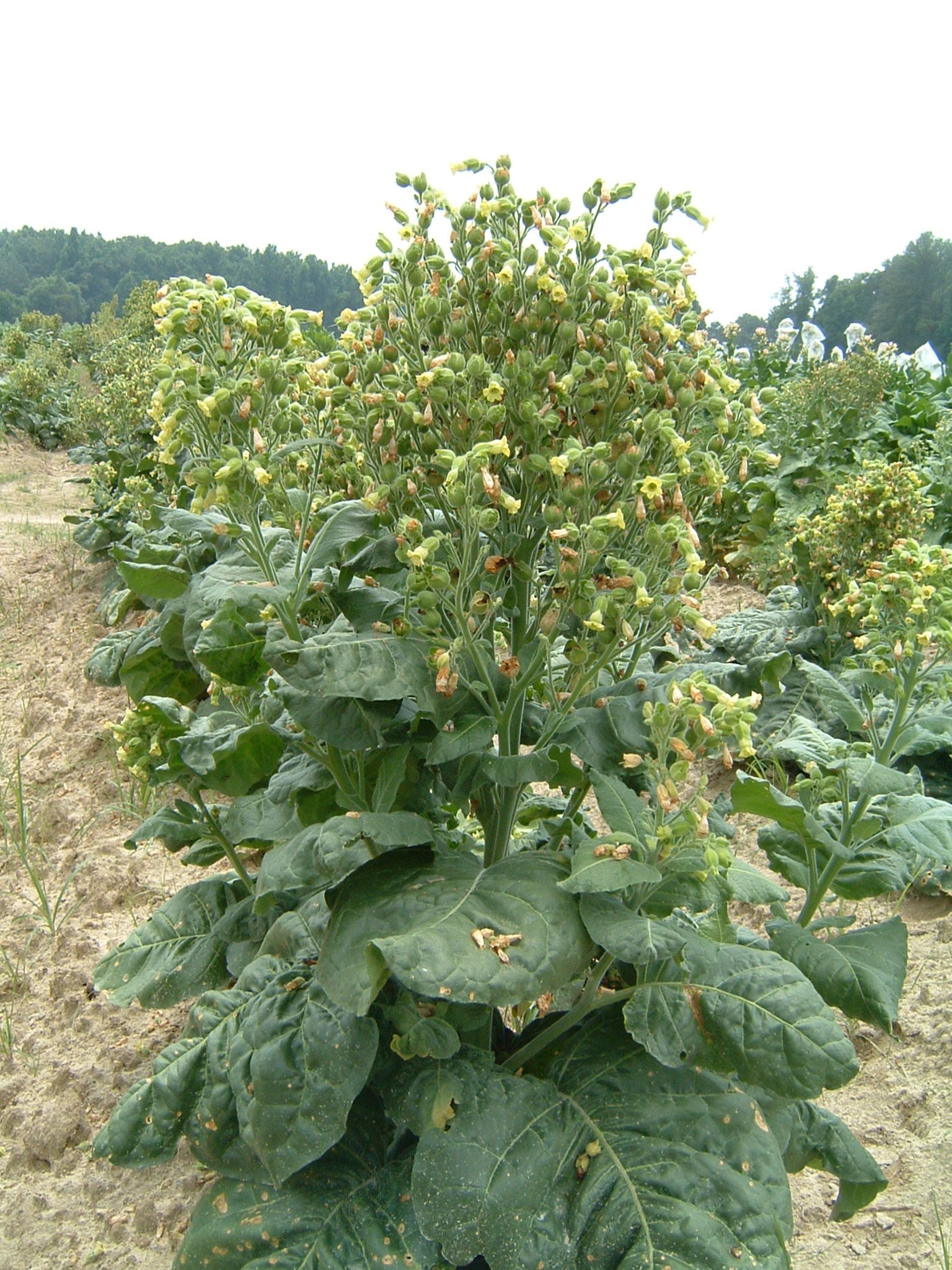 Click for 1 image(s) for this accession. PLANT