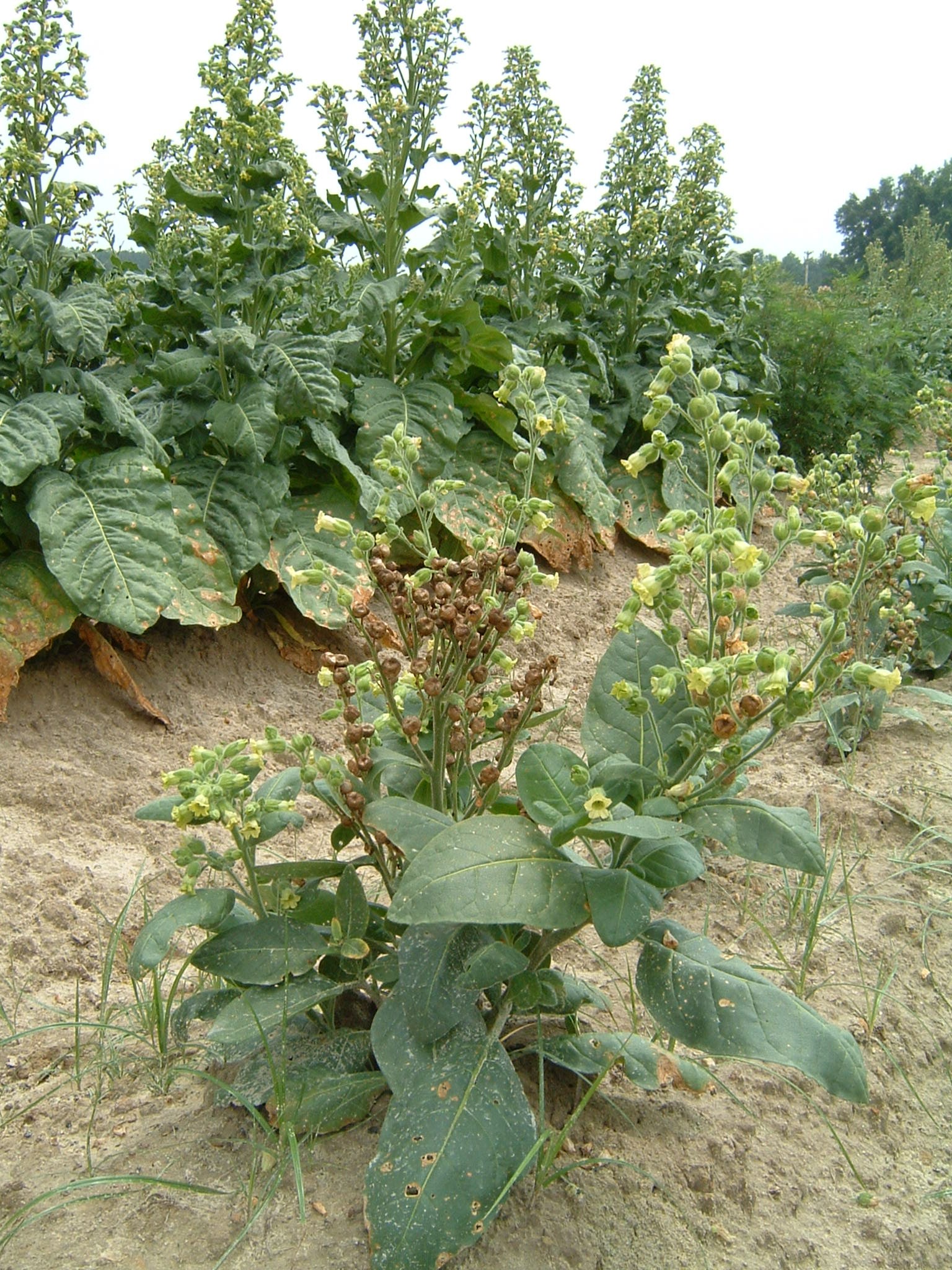 Click for 1 image(s) for this accession. PLANT
