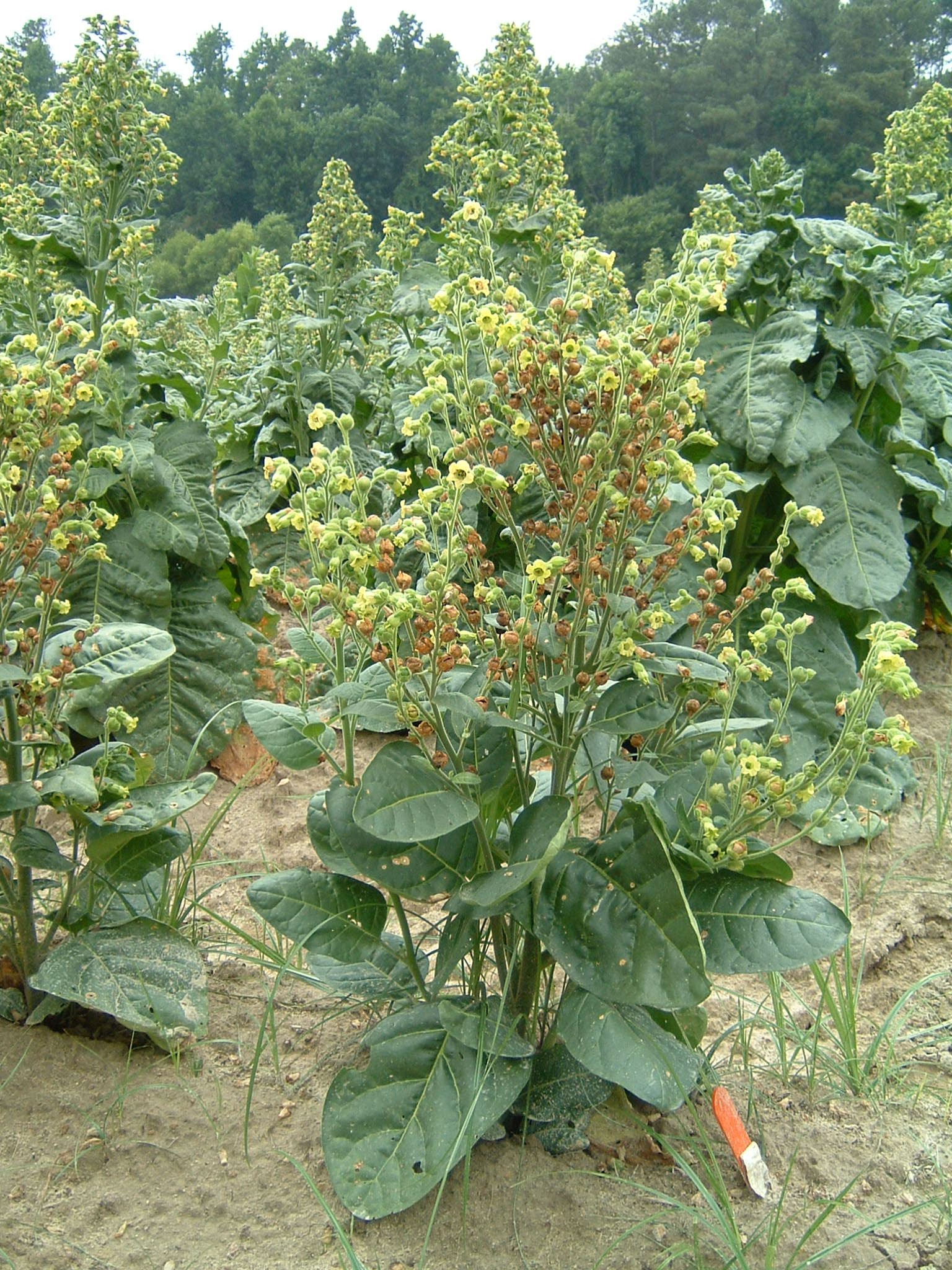 Click for 1 image(s) for this accession. PLANT