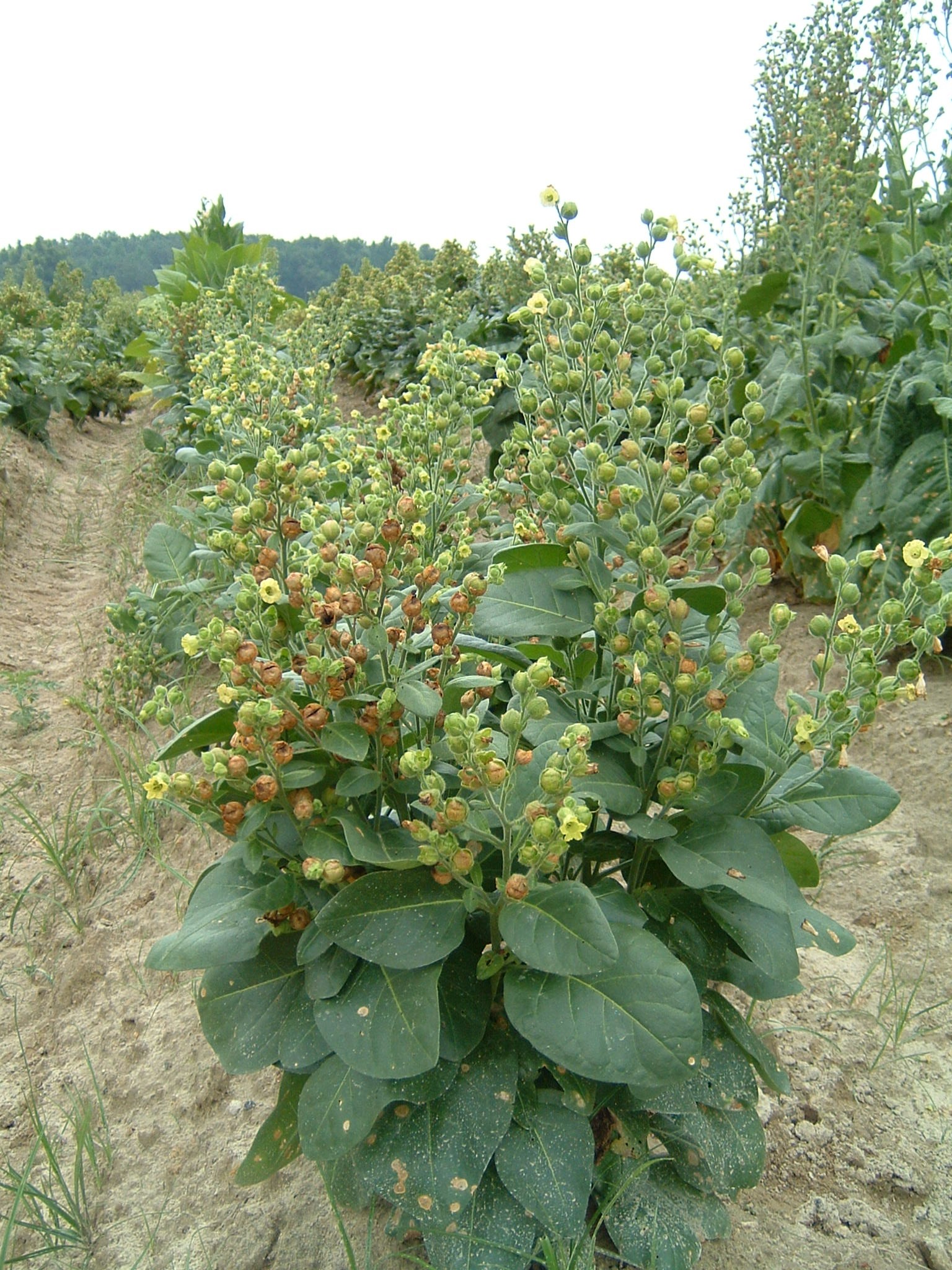 Click for 1 image(s) for this accession. PLANT