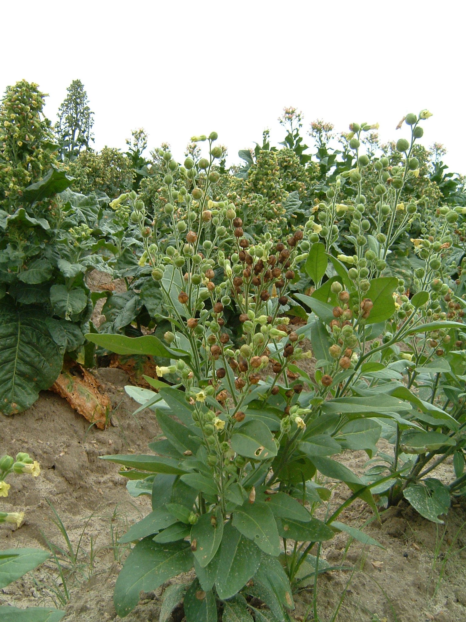Click for 1 image(s) for this accession. PLANT