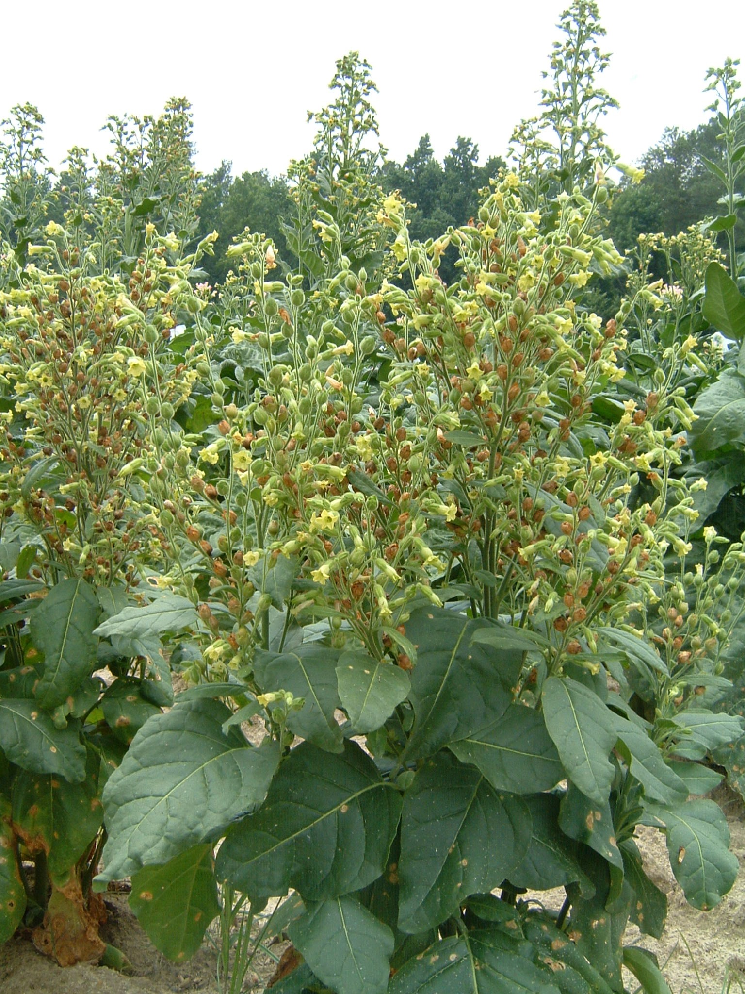 Click for 1 image(s) for this accession. PLANT