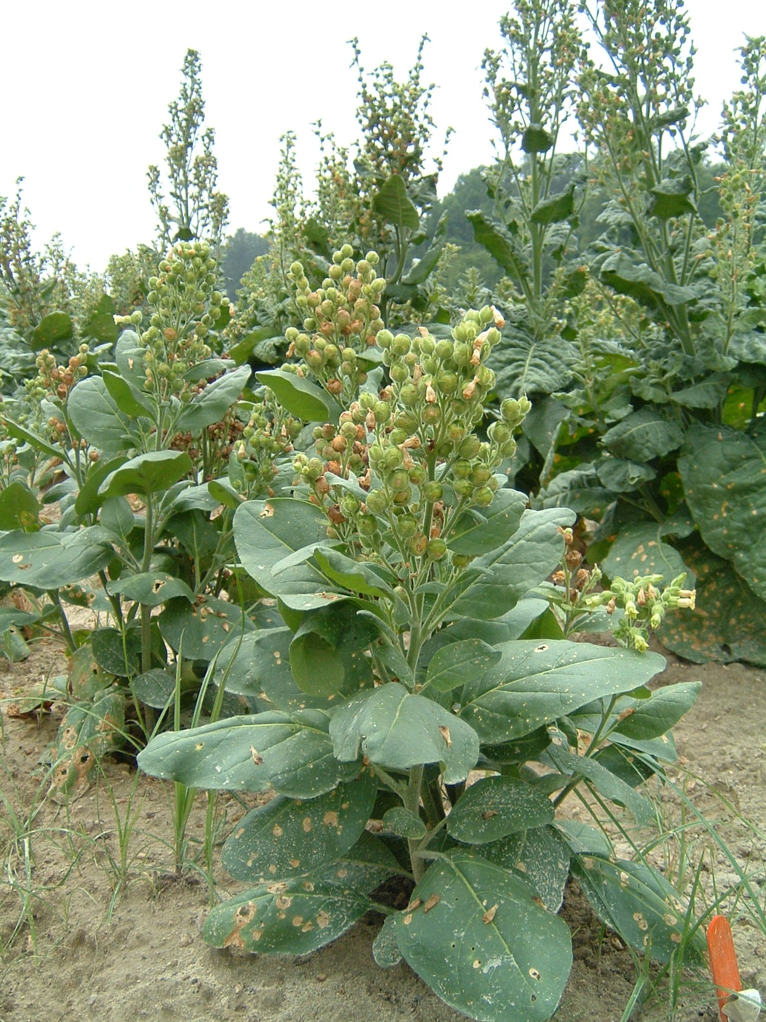 Click for 1 image(s) for this accession. PLANT