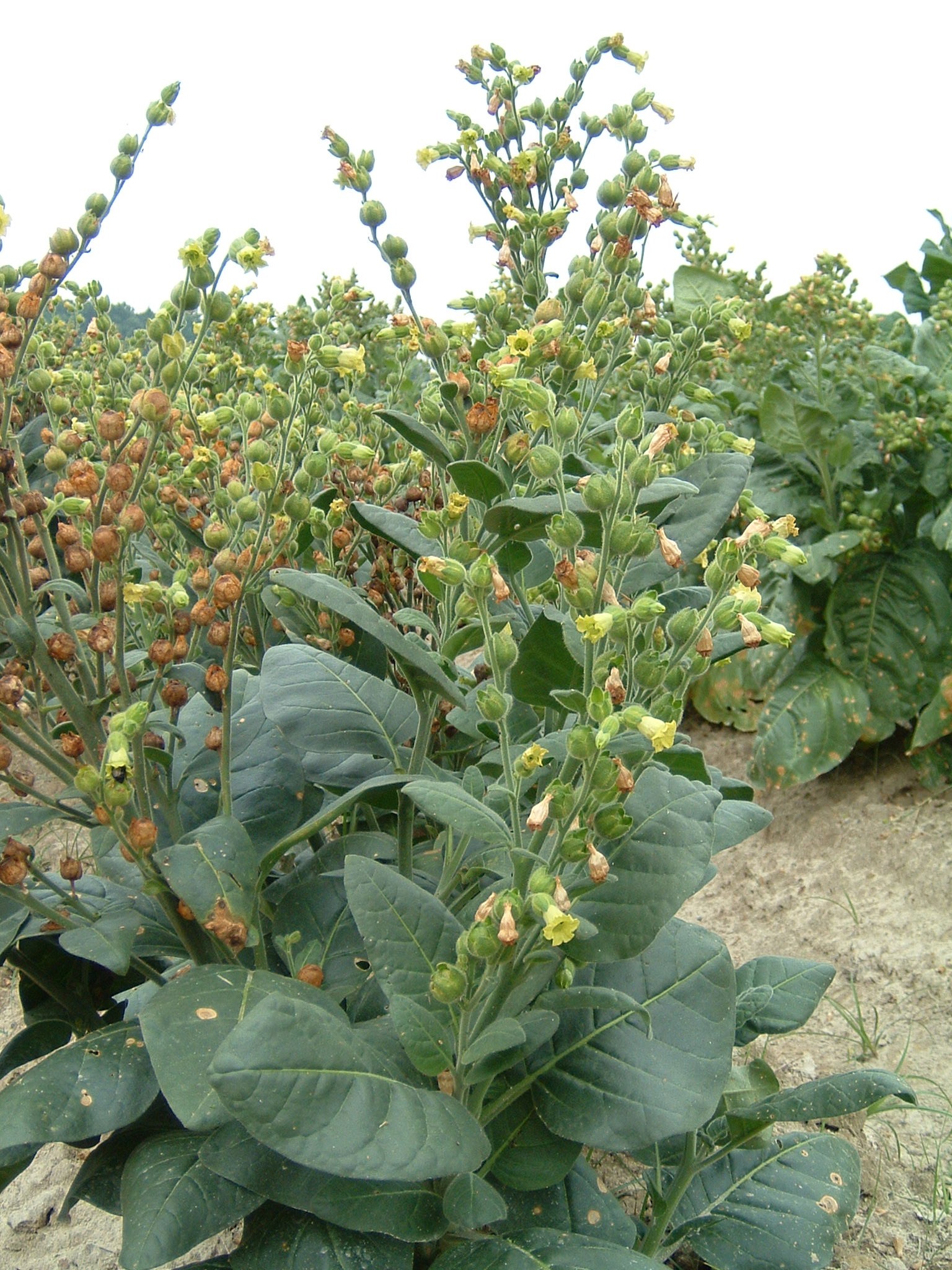 Click for 1 image(s) for this accession. PLANT