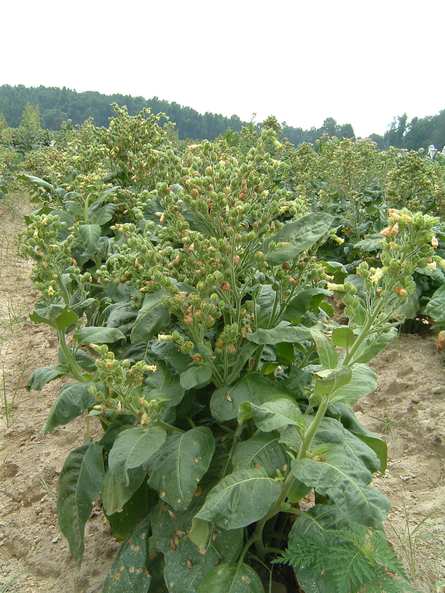Click for 1 image(s) for this accession. PLANT