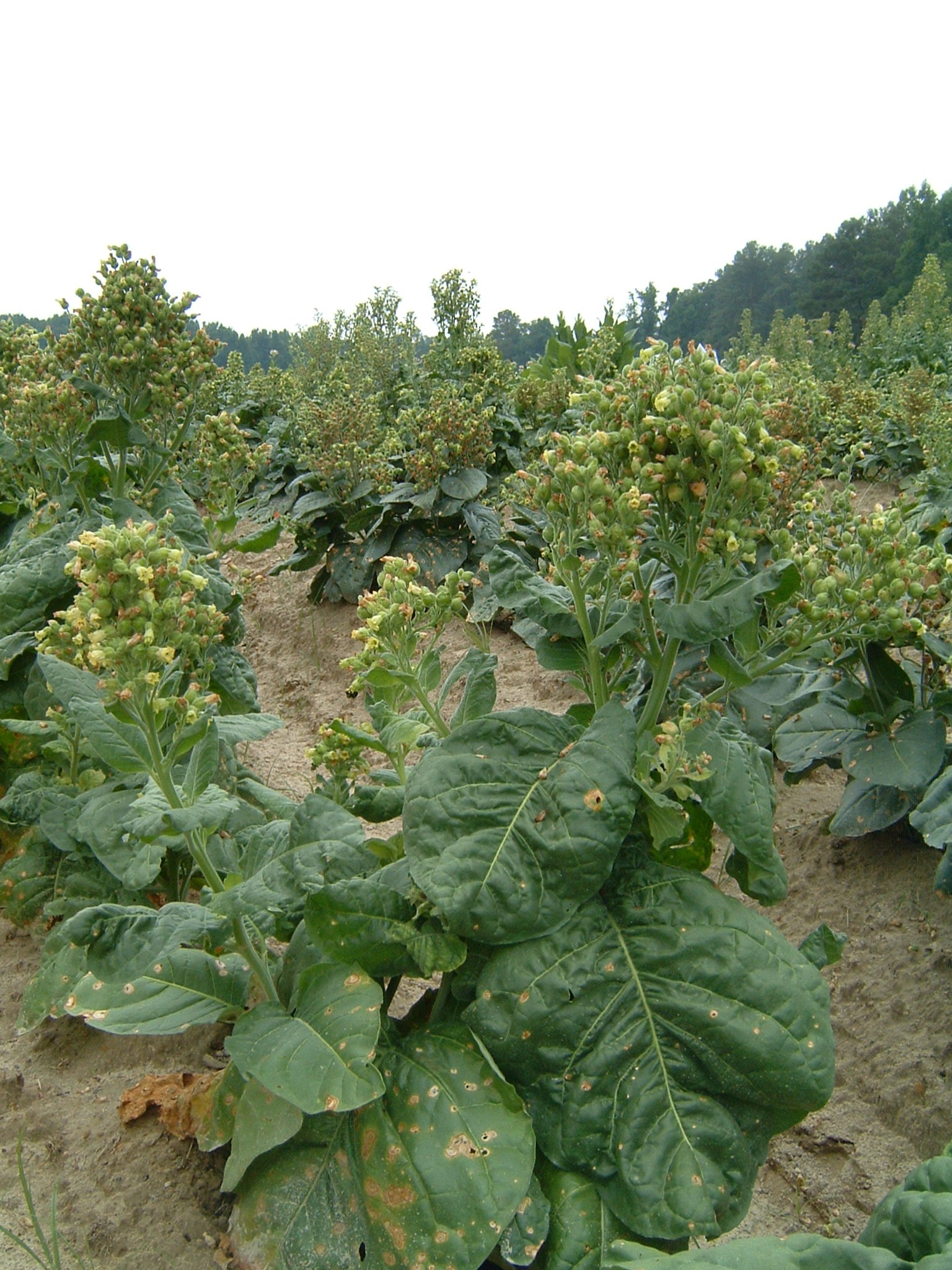 Click for 1 image(s) for this accession. PLANT