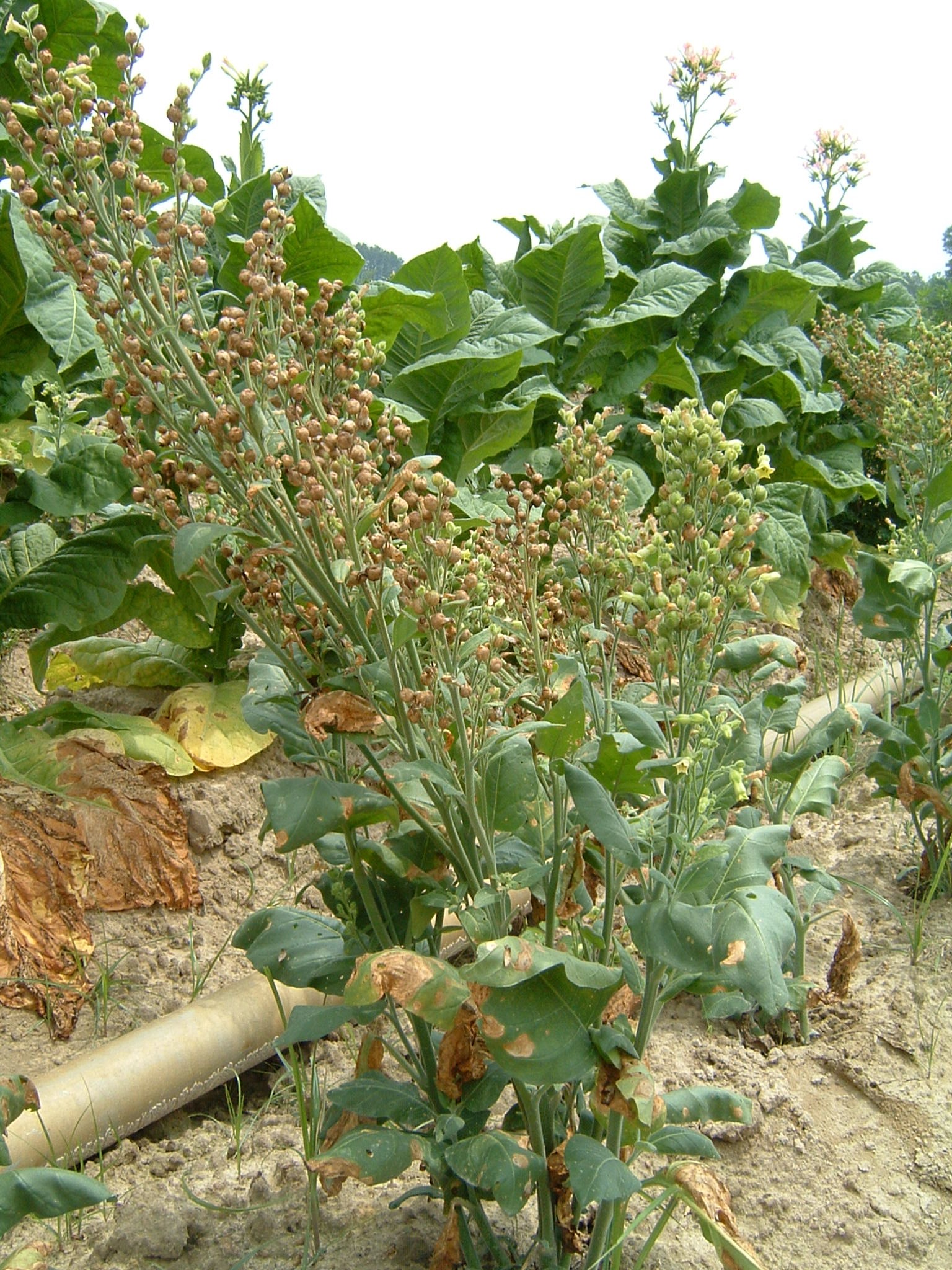 Click for 1 image(s) for this accession. PLANT