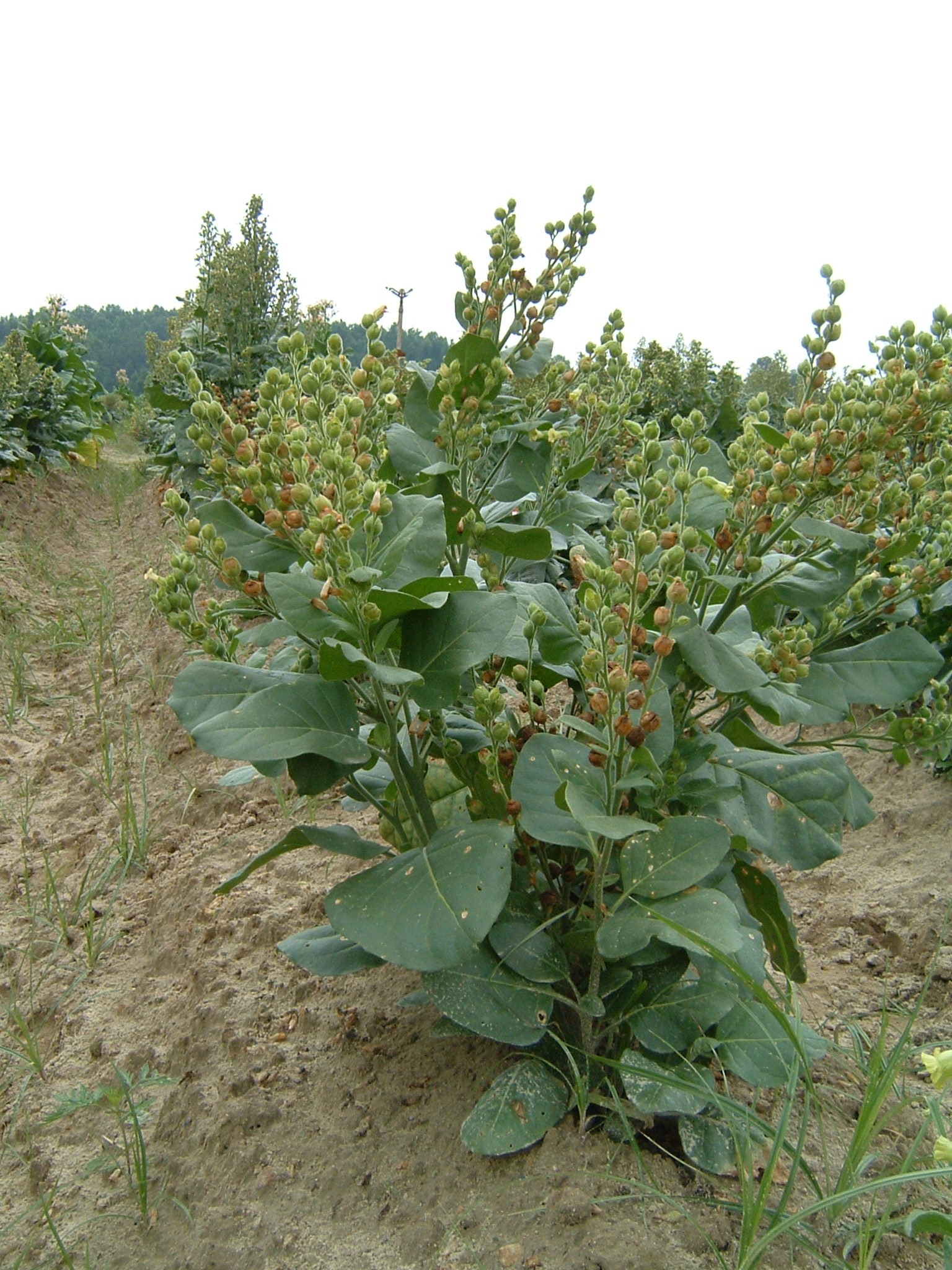 Click for 1 image(s) for this accession. PLANT