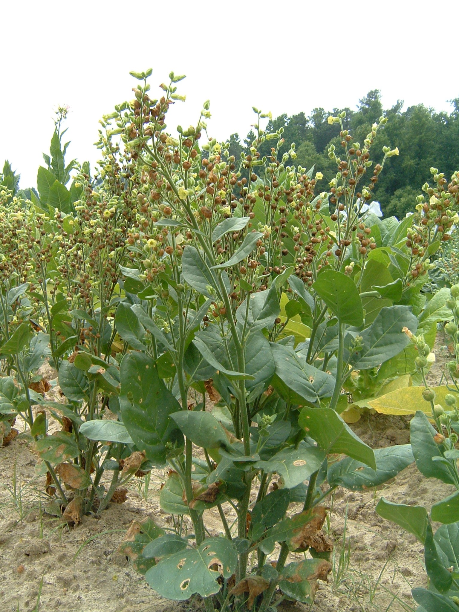 Click for 1 image(s) for this accession. PLANT