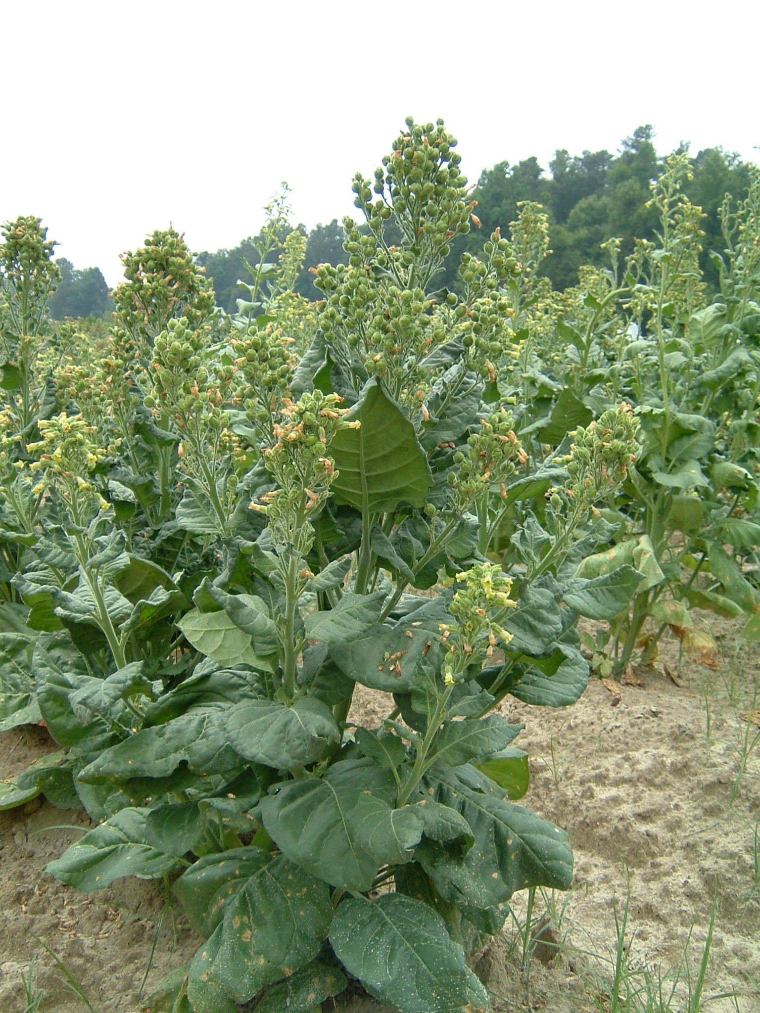 Click for 1 image(s) for this accession. PLANT