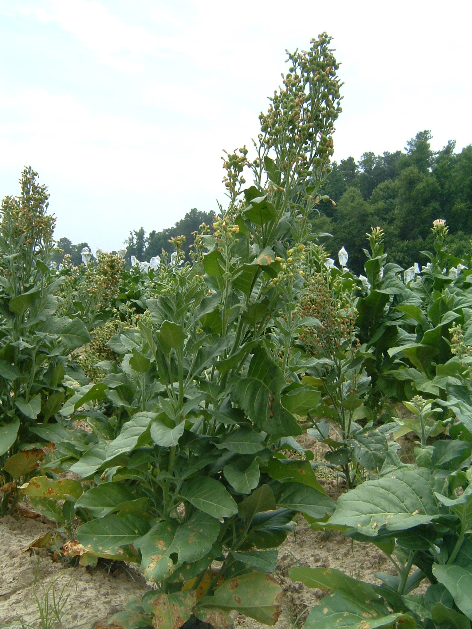 Click for 1 image(s) for this accession. PLANT